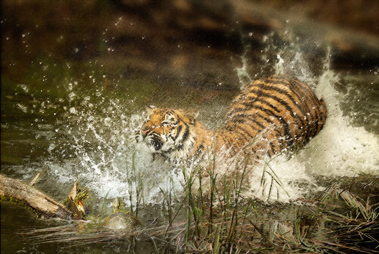 Tiger Splash 2