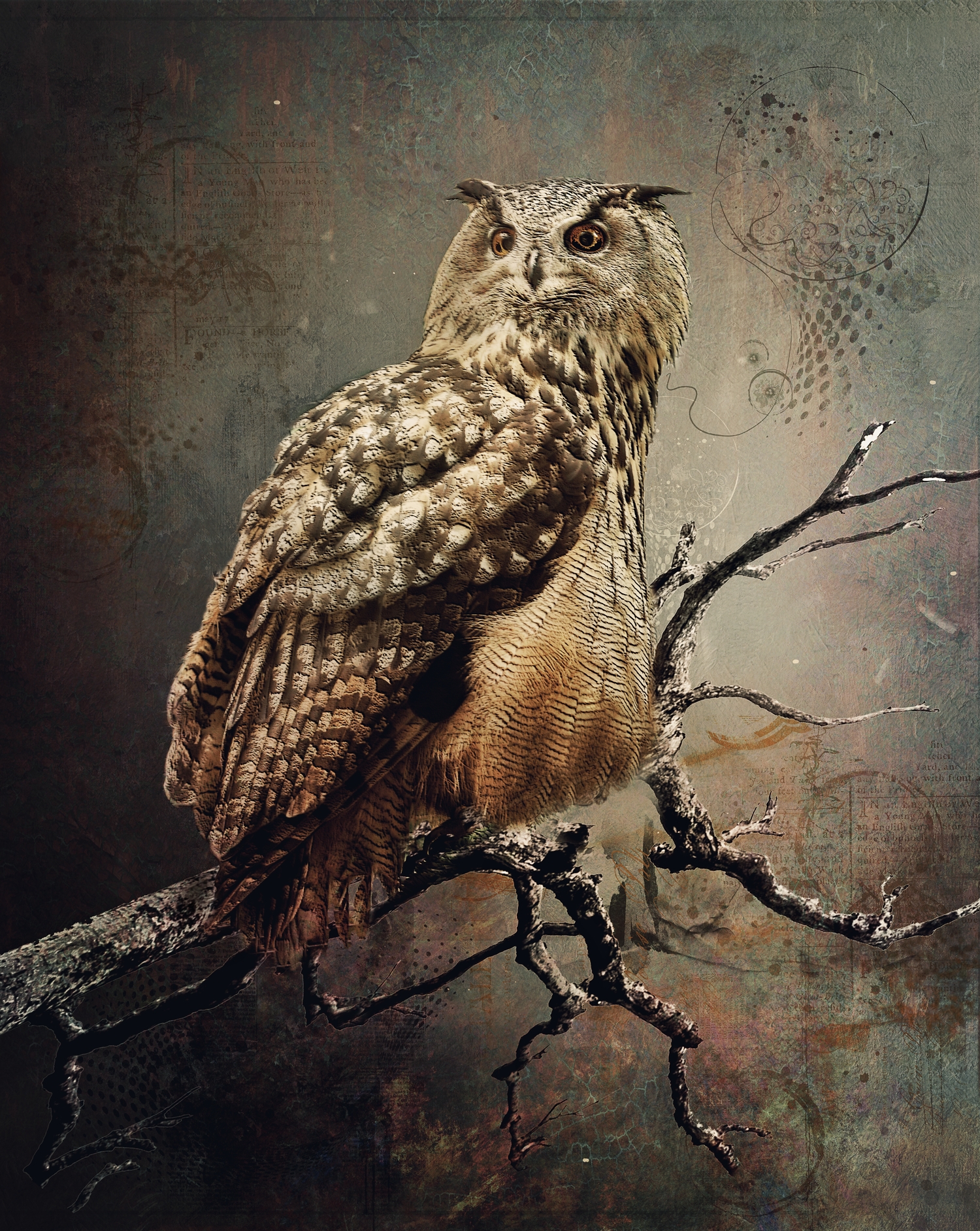 Eurasion Eagle Owl