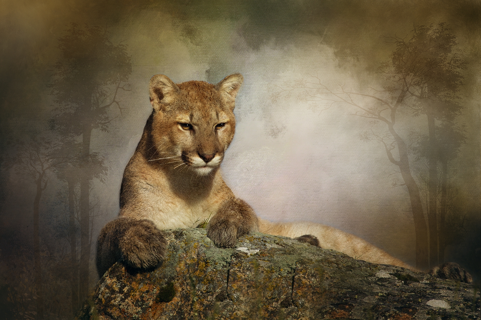 Cougar on Rock