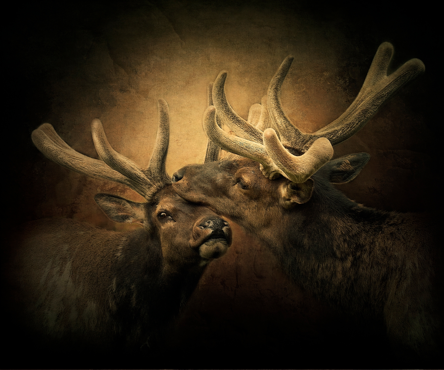 Bull Elk