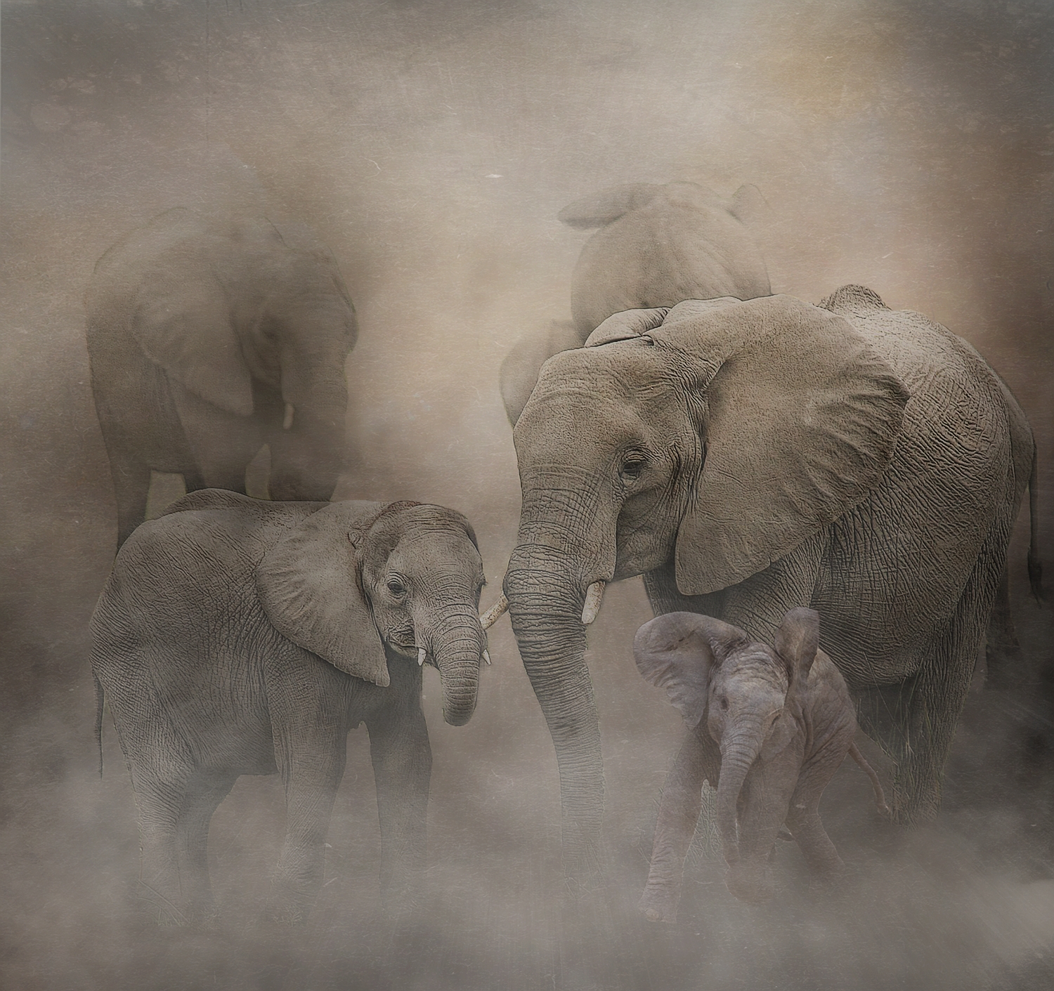 Elephants in Dust