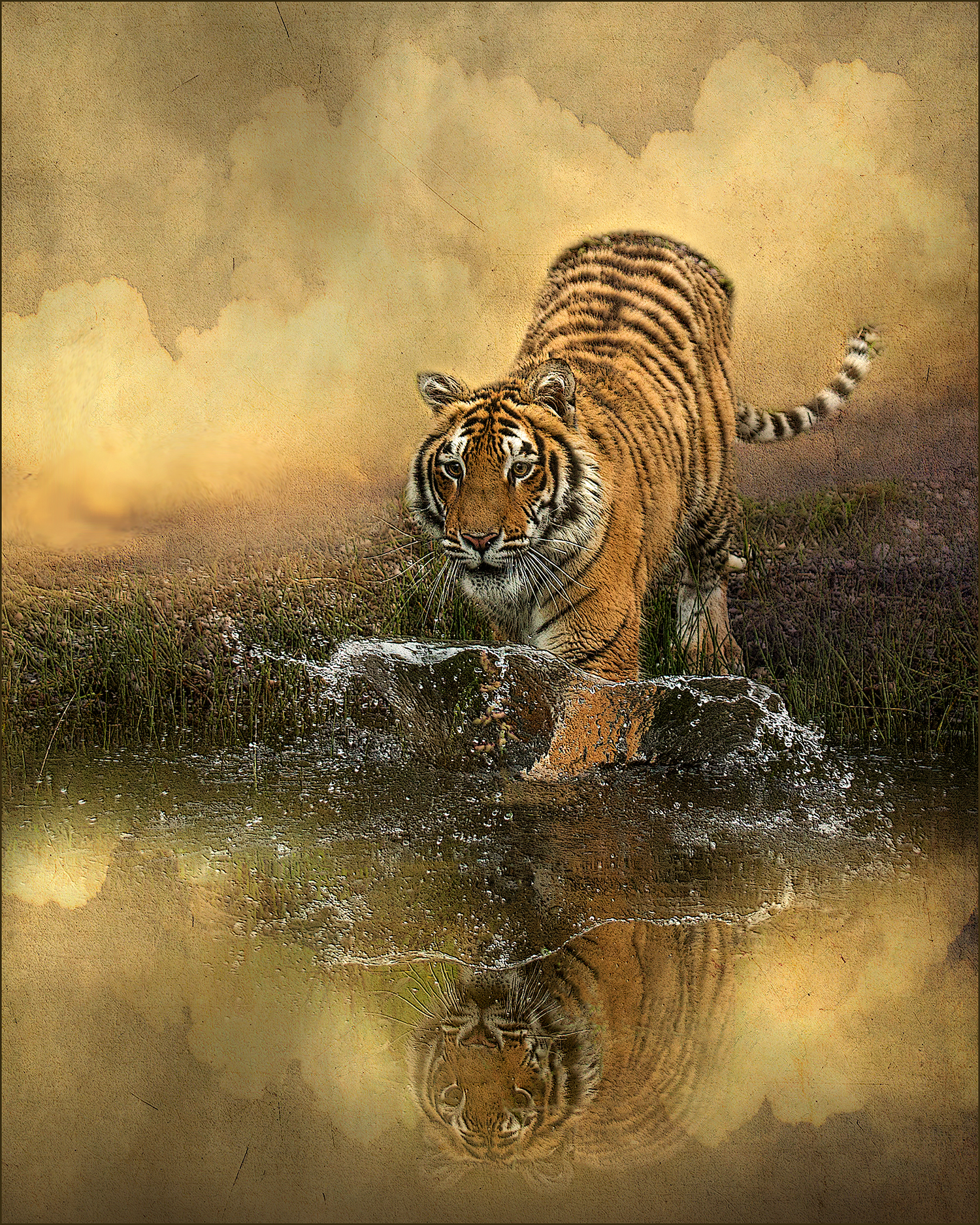 Tiger at Pond