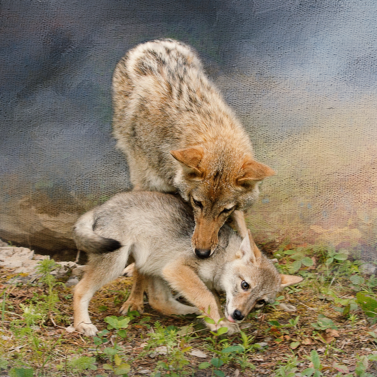 Playful Coyotes