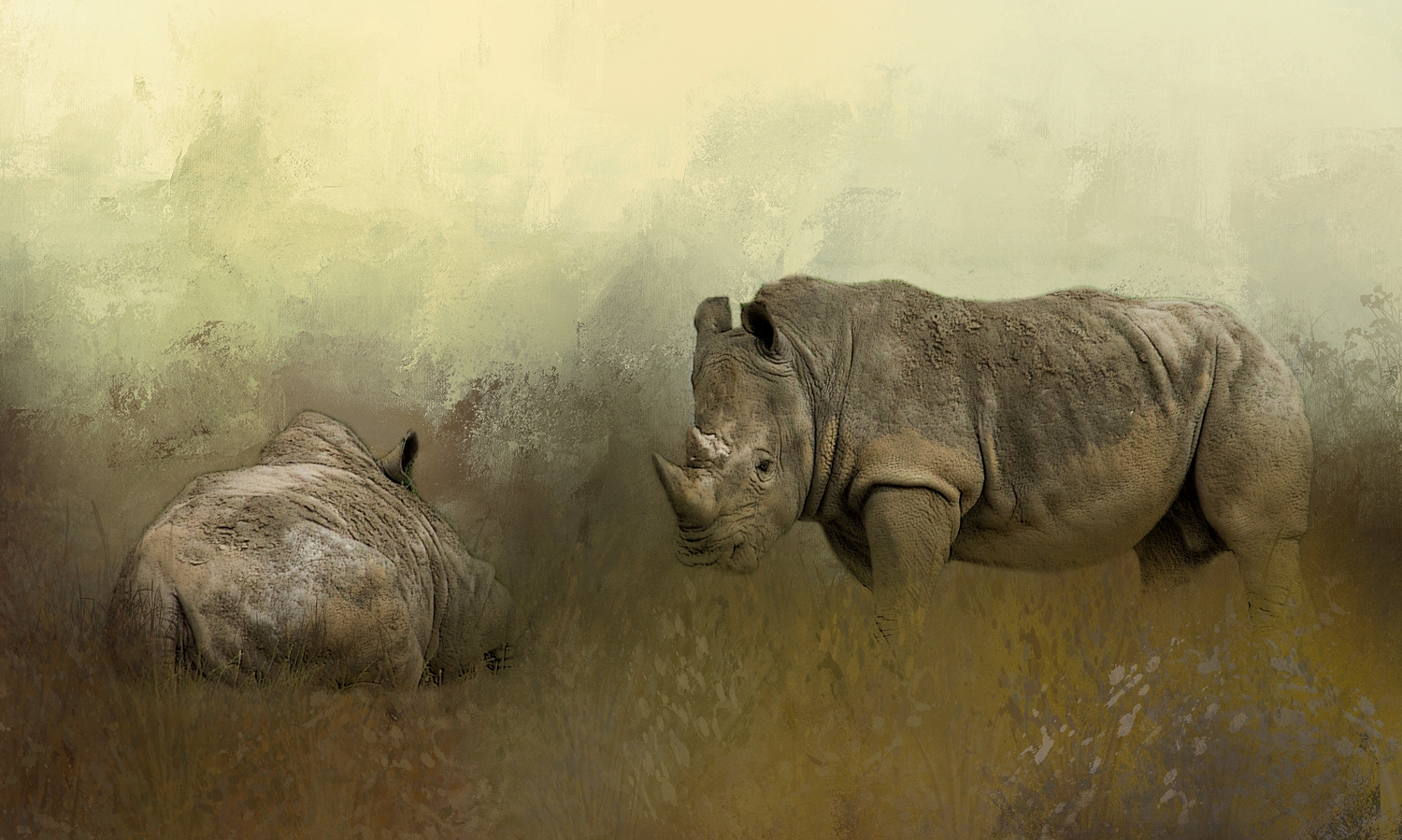 Rhinos at Rest