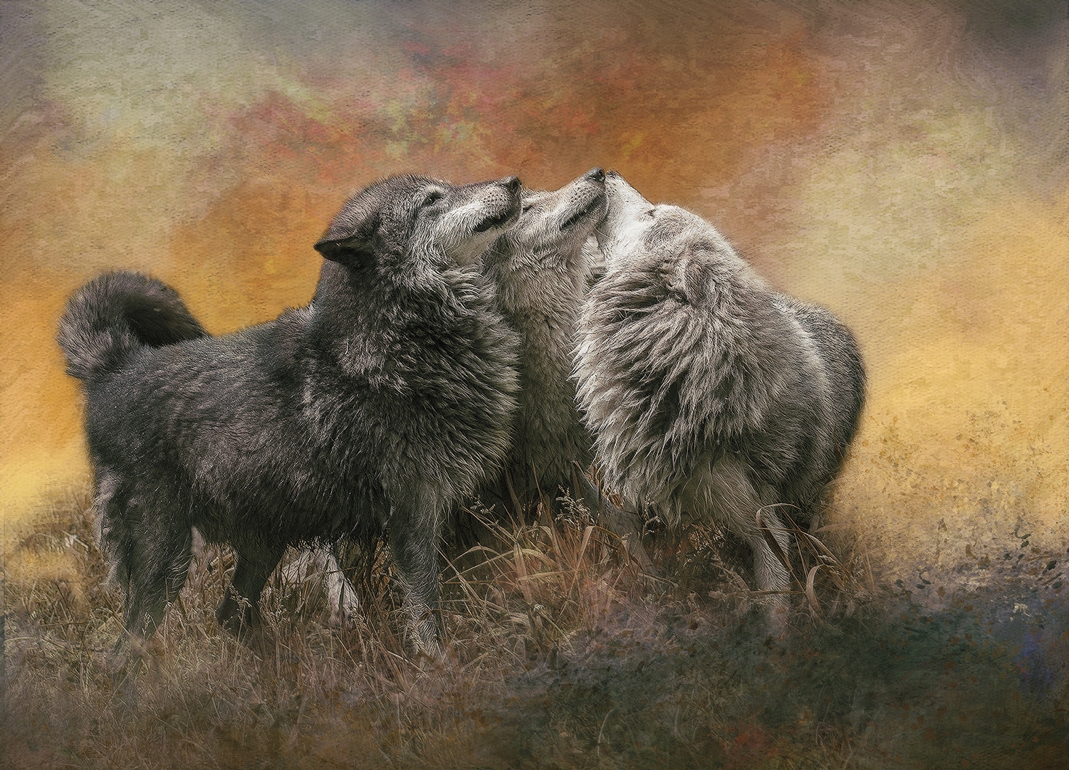 Wolf Pack Greeting