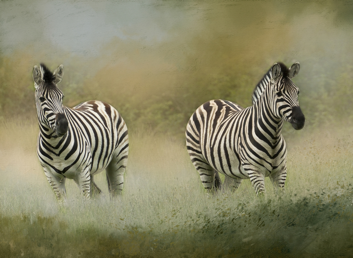 Zebras in Meadow