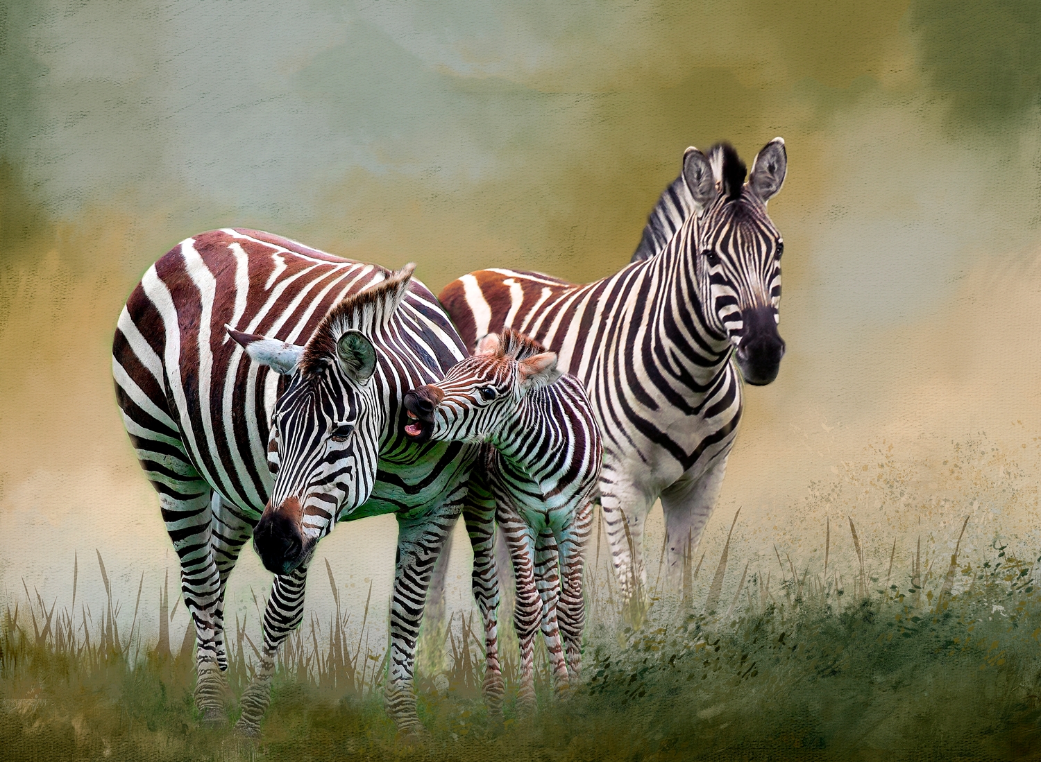 Zebras and Foal