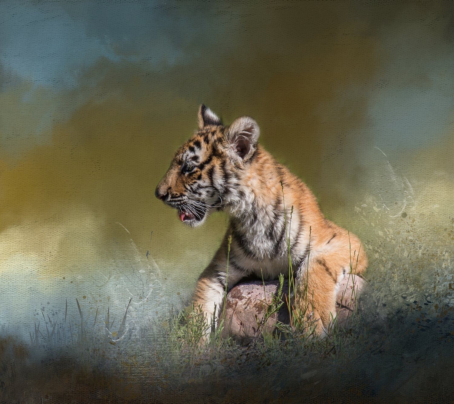 Tiger Cub on Rock