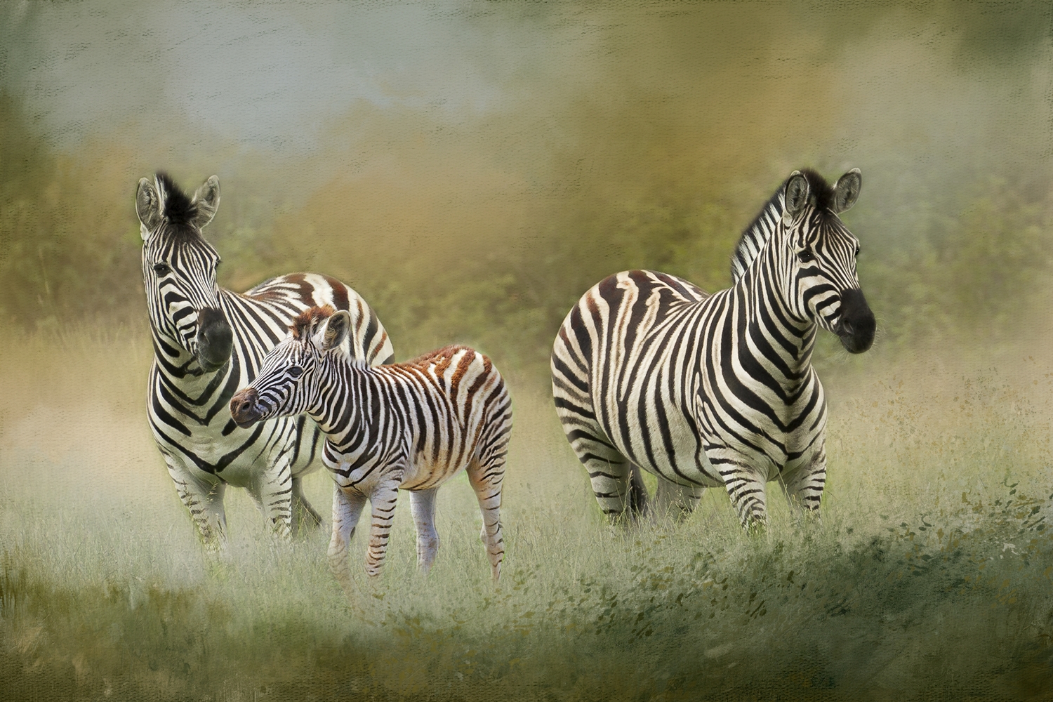 Zebras and Foal