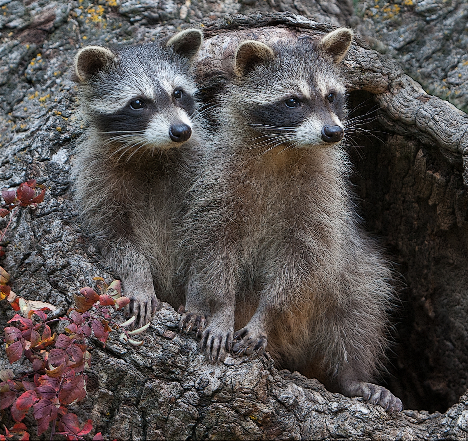 Curious Raccoons