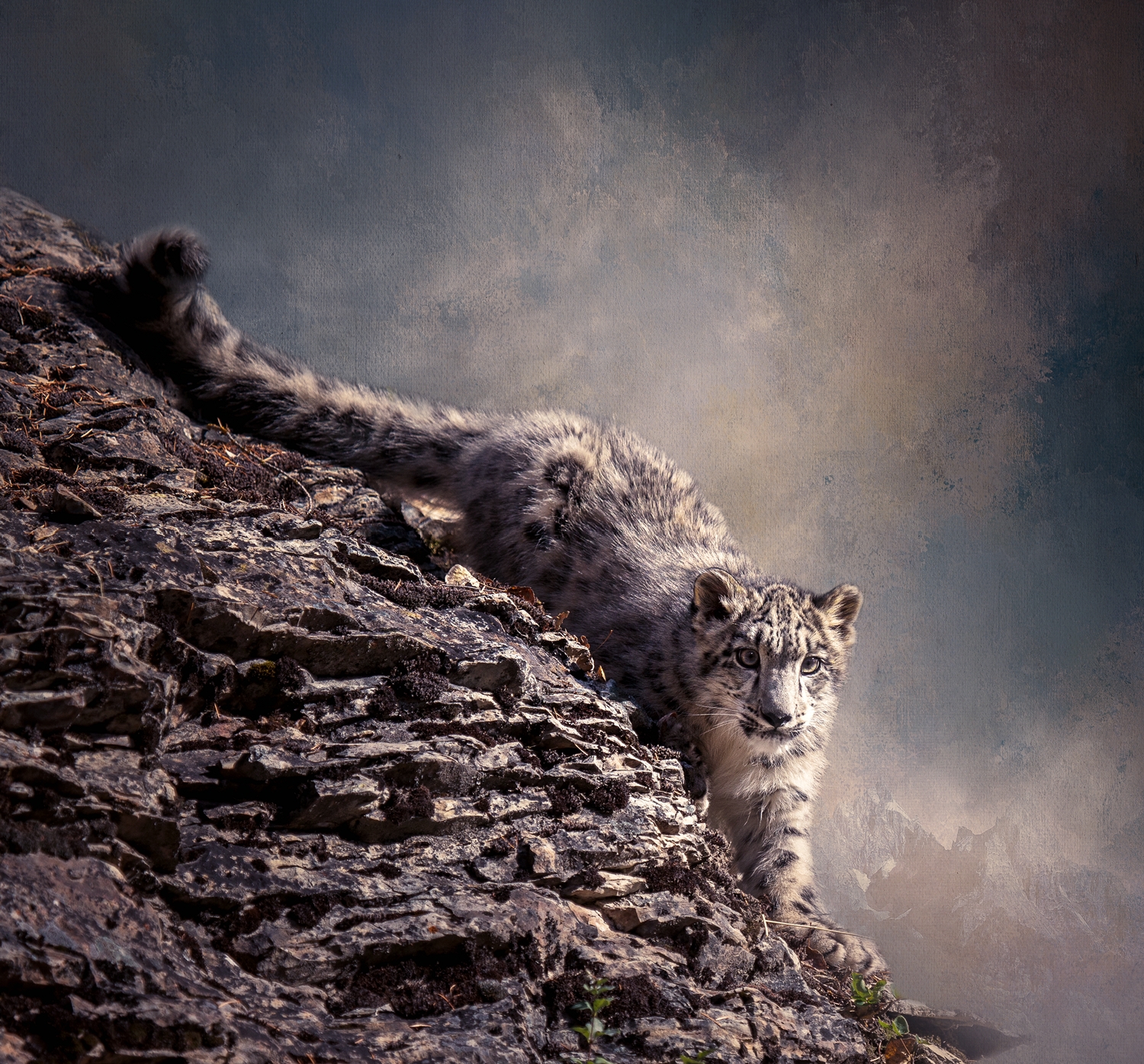 Snow Leopard on Cliff