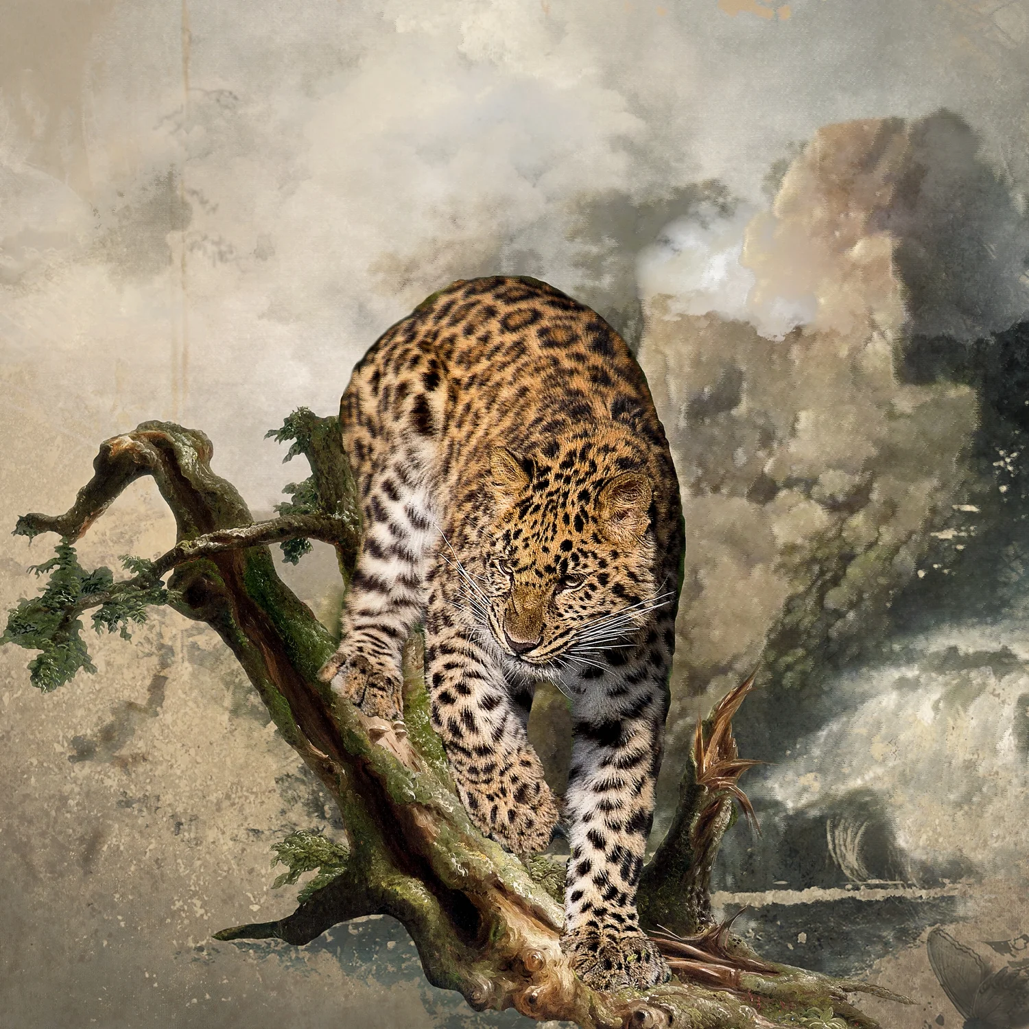 Amur Leopard
