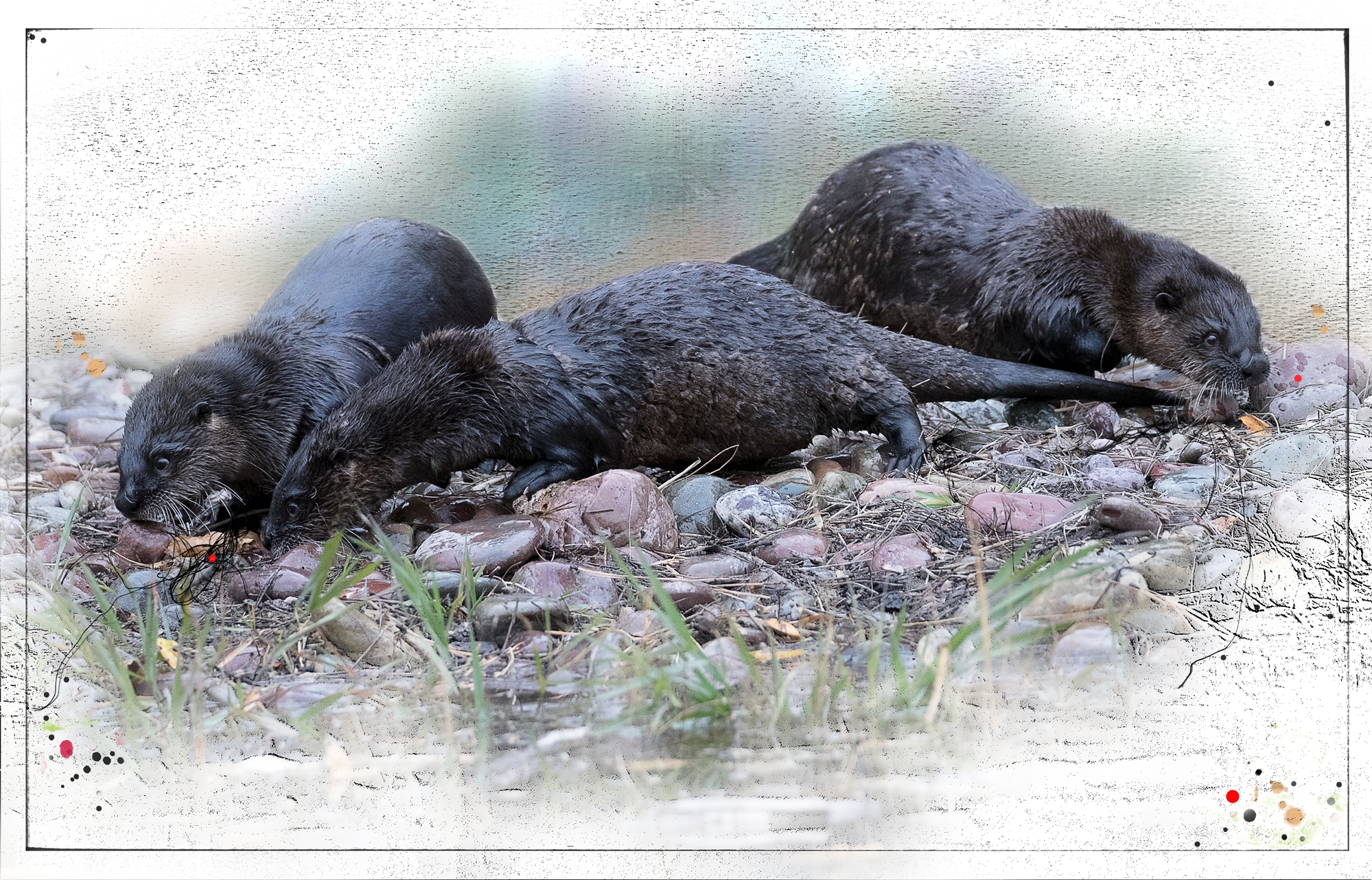 RiverOtters