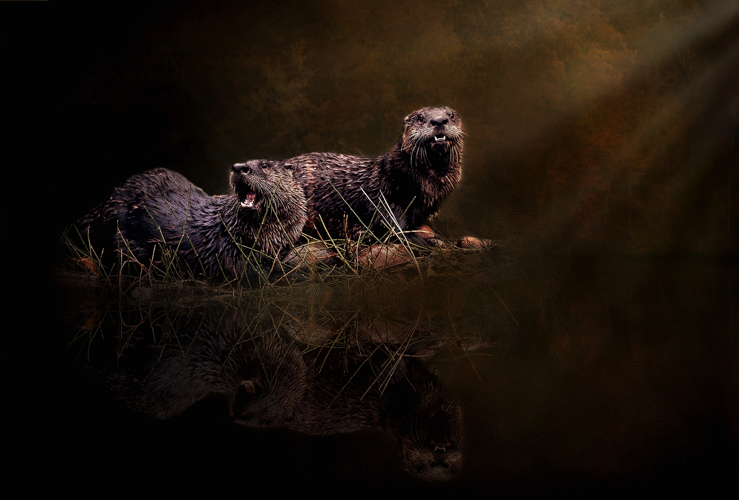 River Otter 2