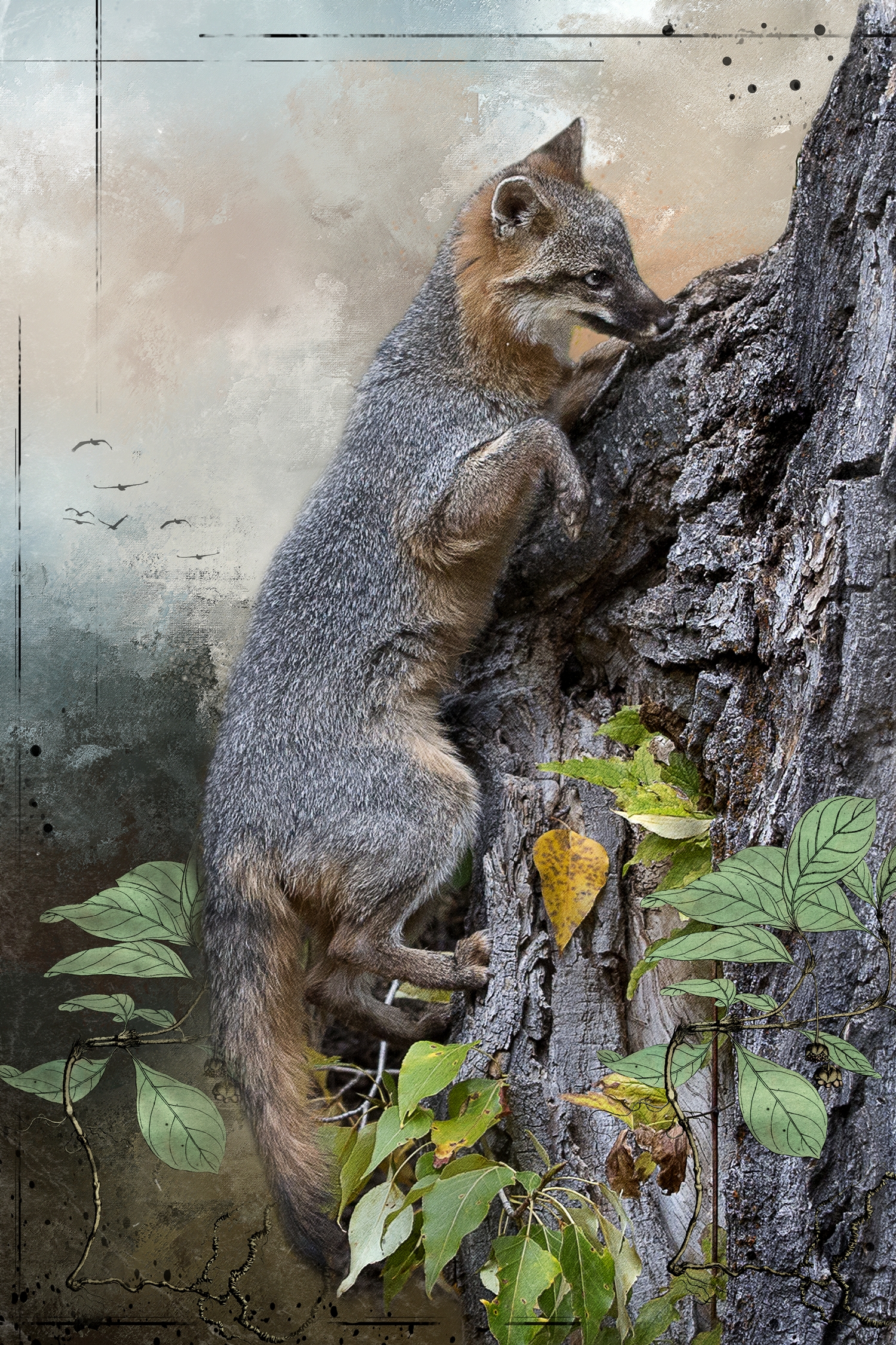 Grey Fox in Tree