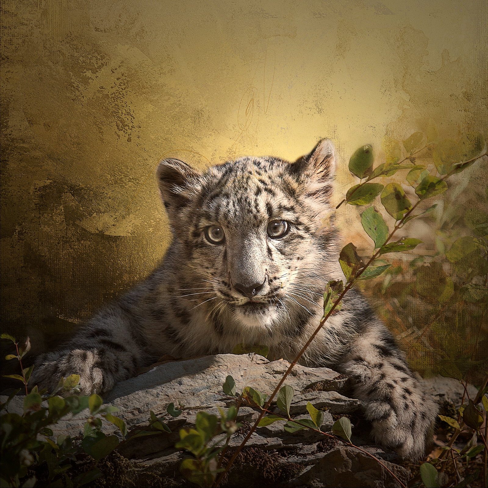 Hiding Leopard Kitten
