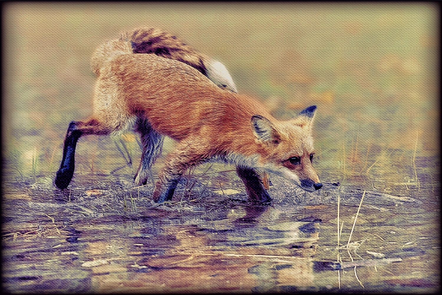 Fox Crossing a Creek
