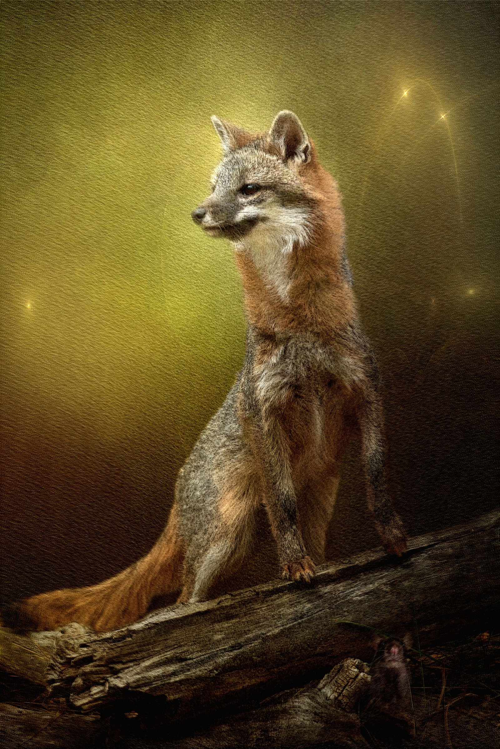 Grey Fox Portrait