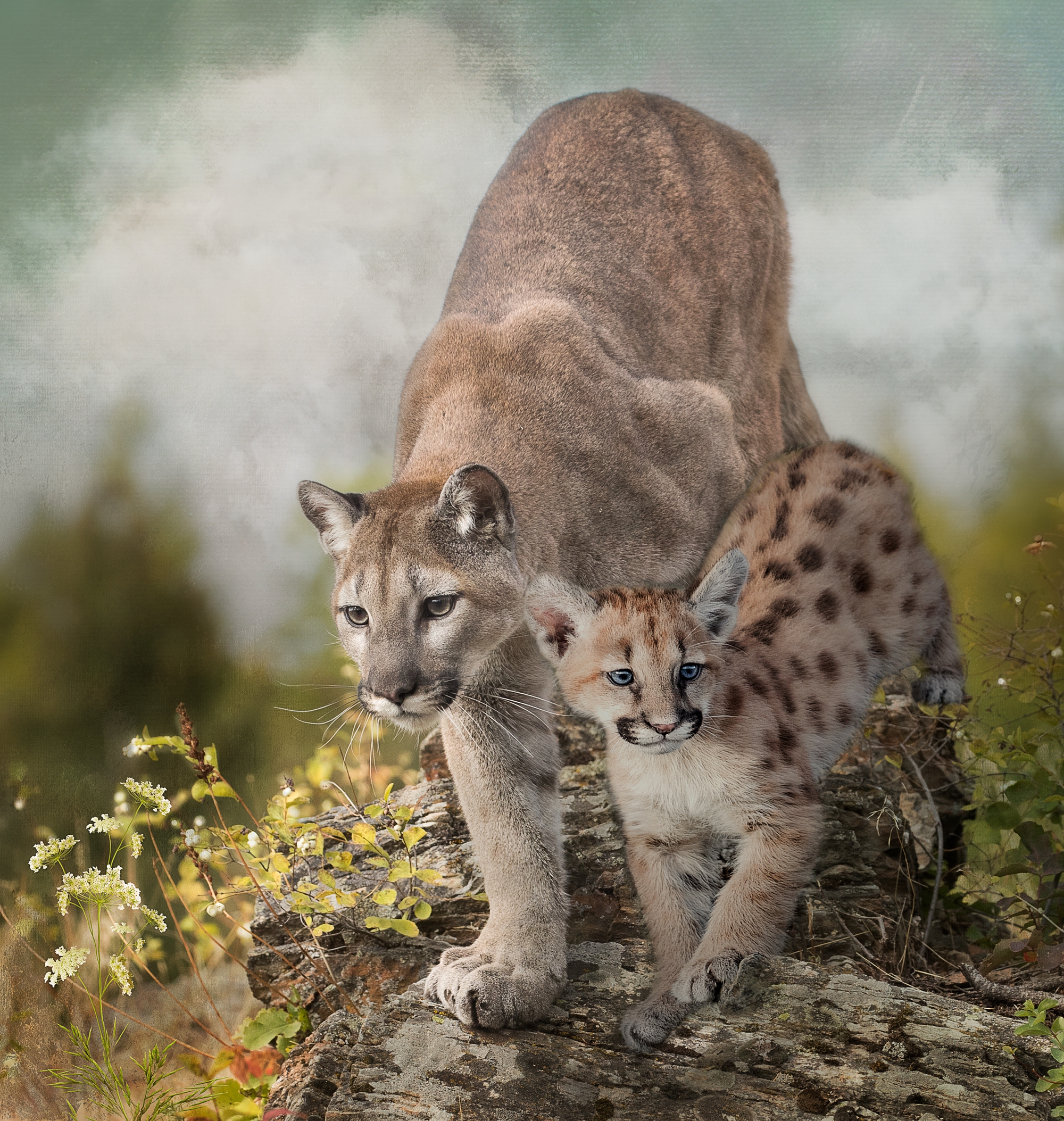 Cougar and Kitten