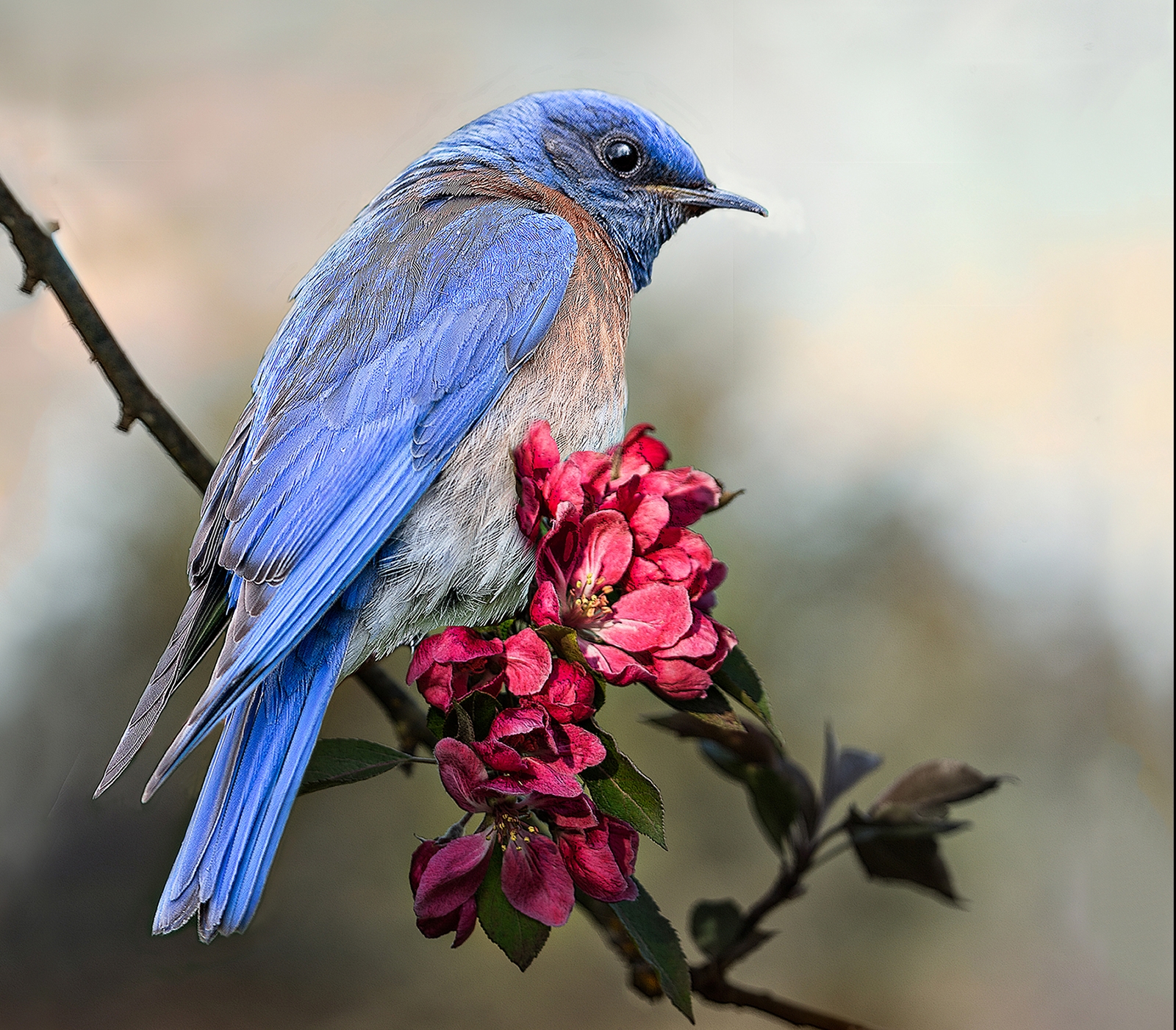 Western Bluebird