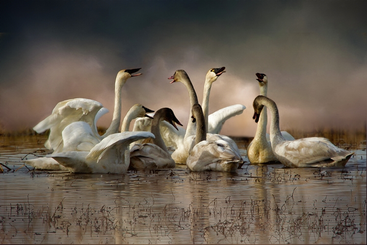 Swans