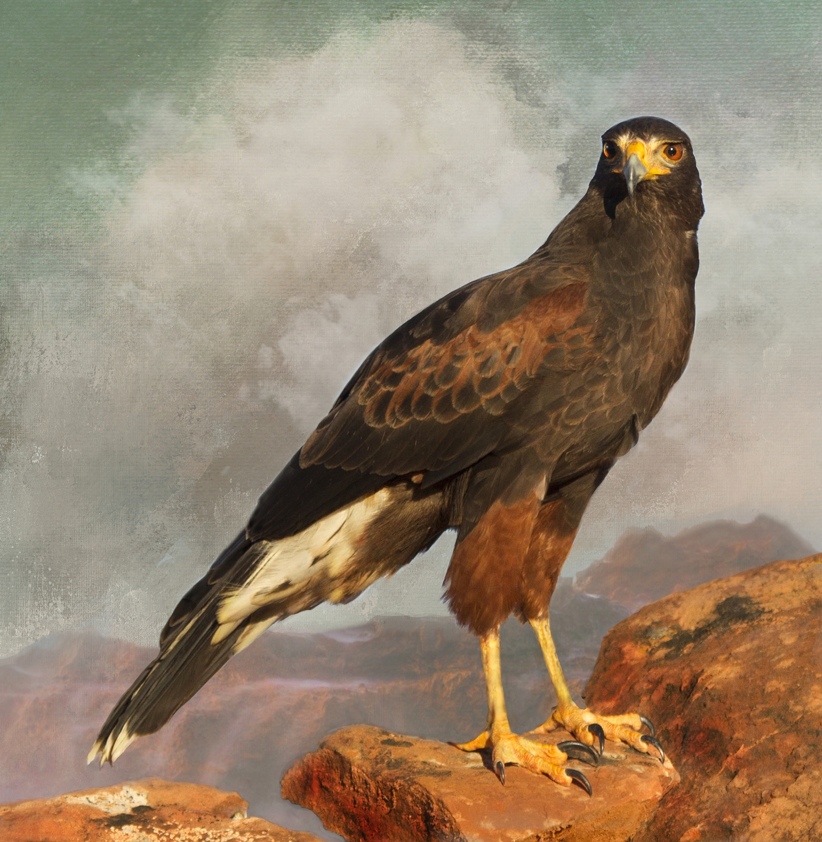 Harris Hawk