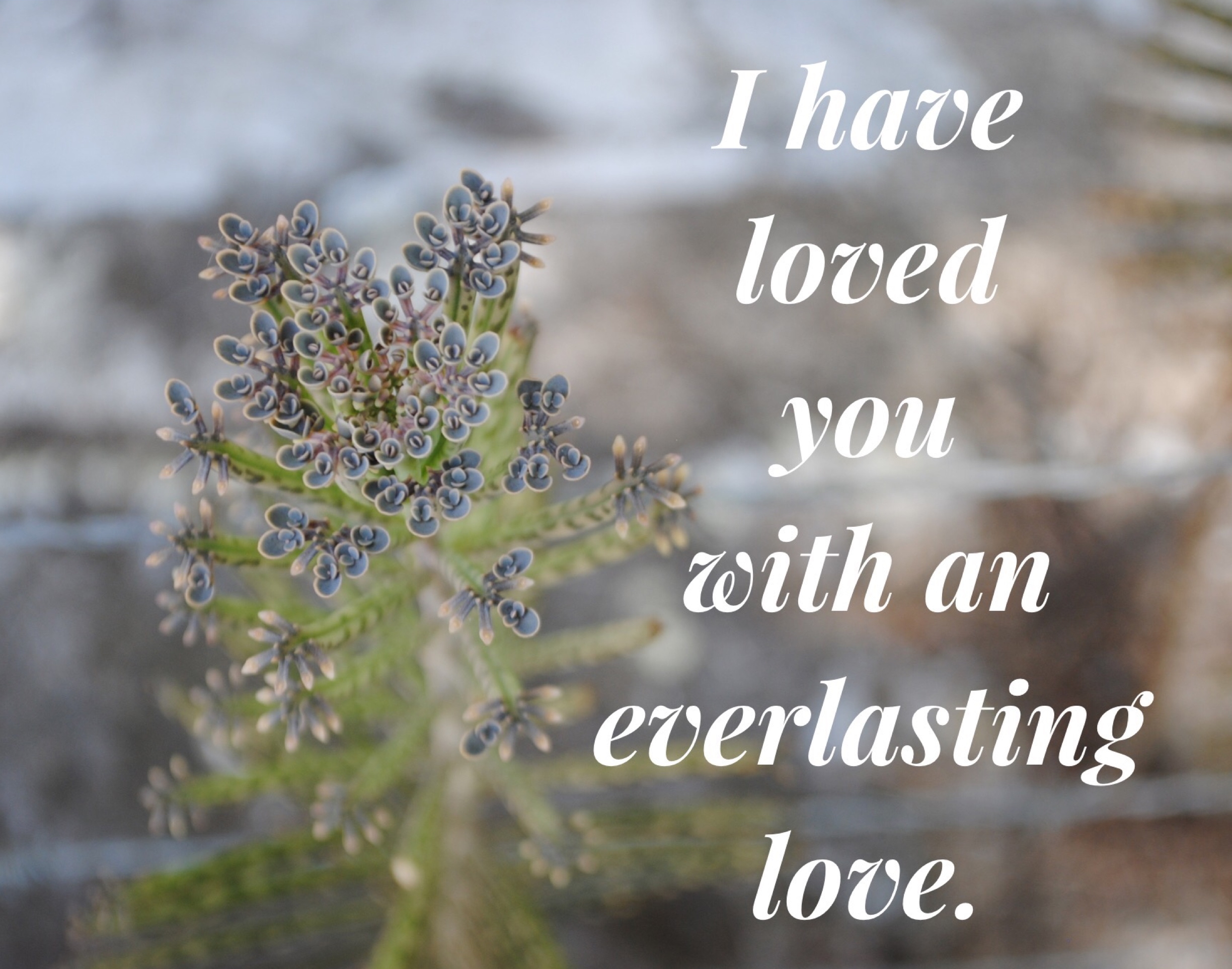  Photo: original&nbsp;  Content: Jeremiah 31:3 NIV Bible 