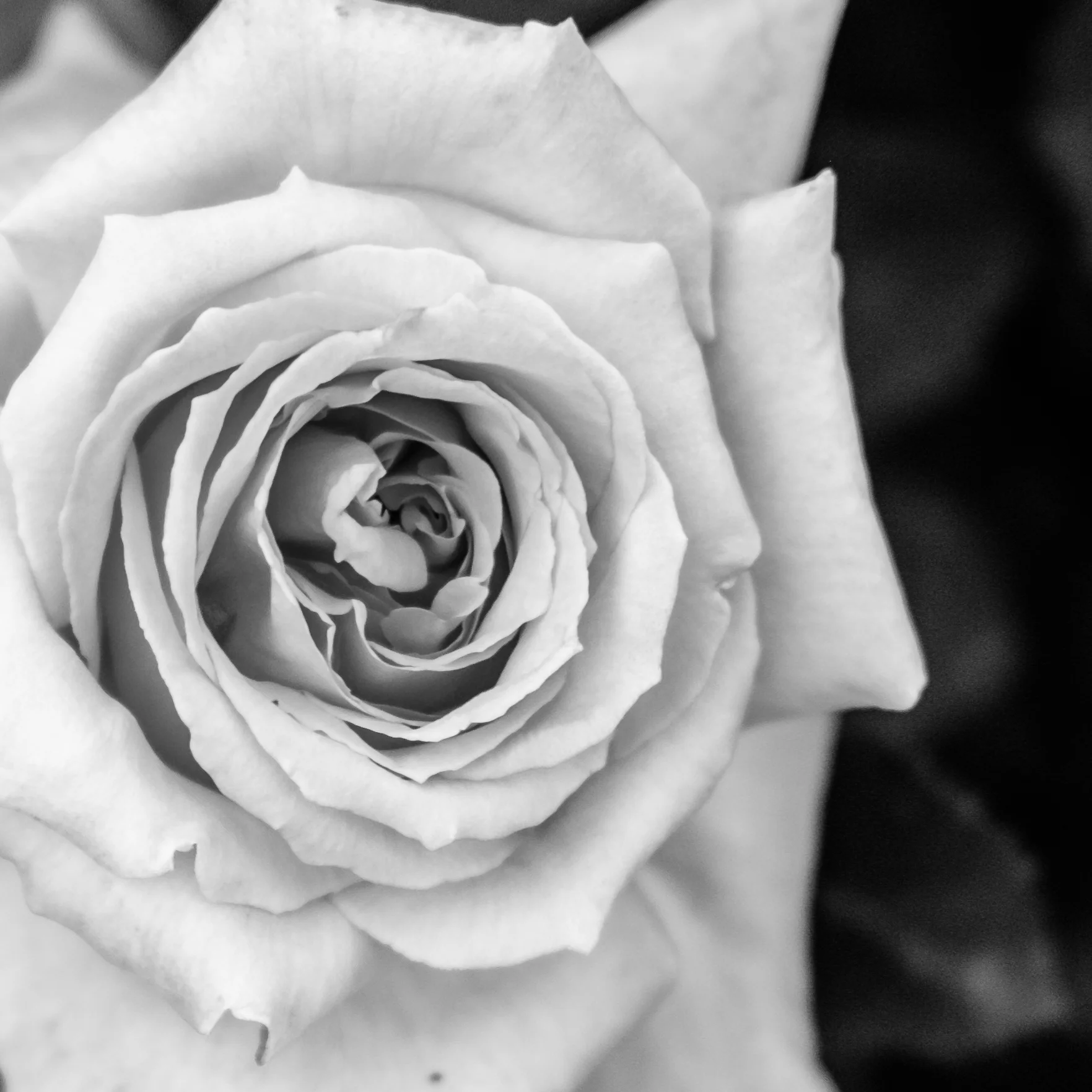 rosenight---rose-folds_27383241231_o.jpg