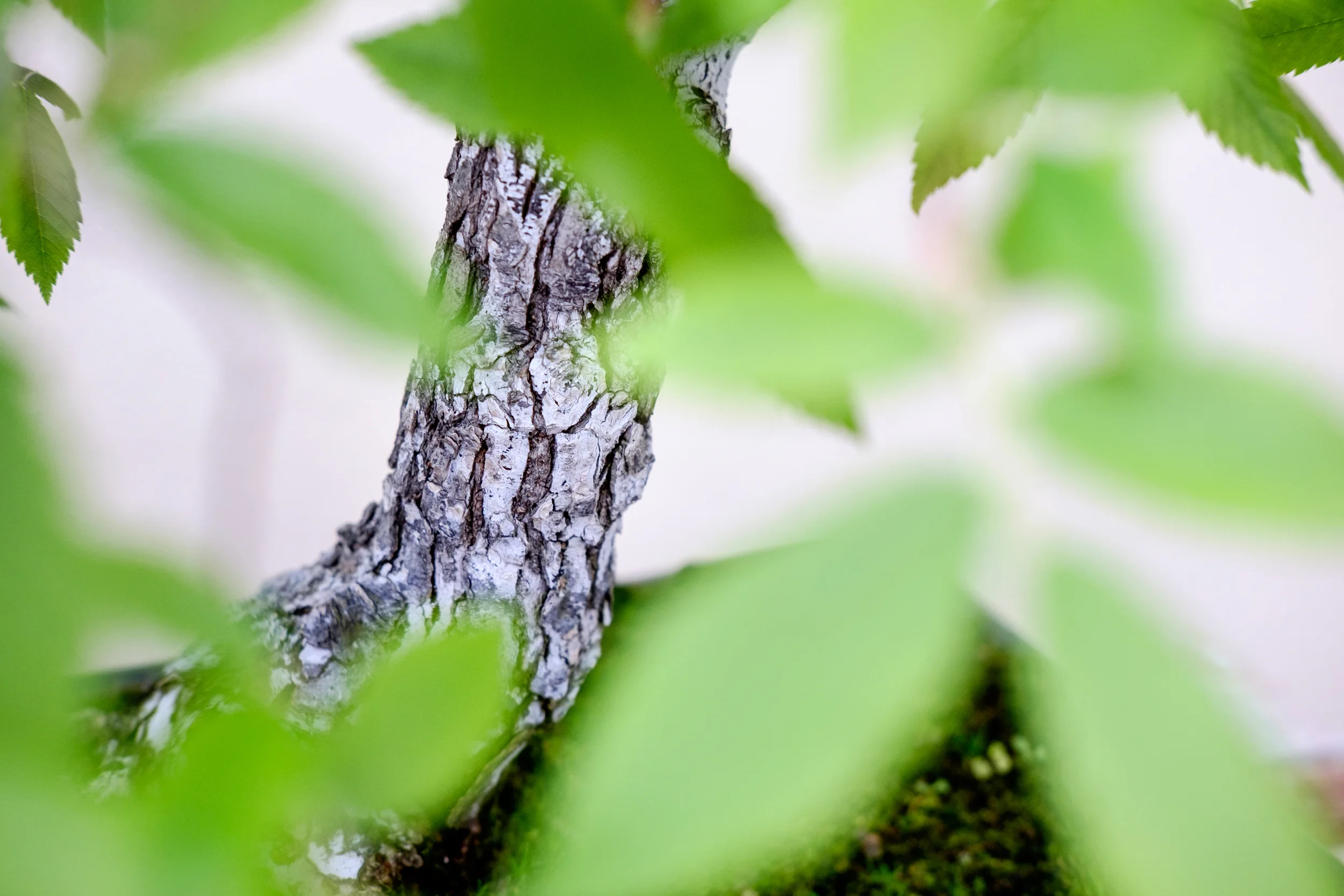 bbg---bonsai---5_26867228101_o.jpg