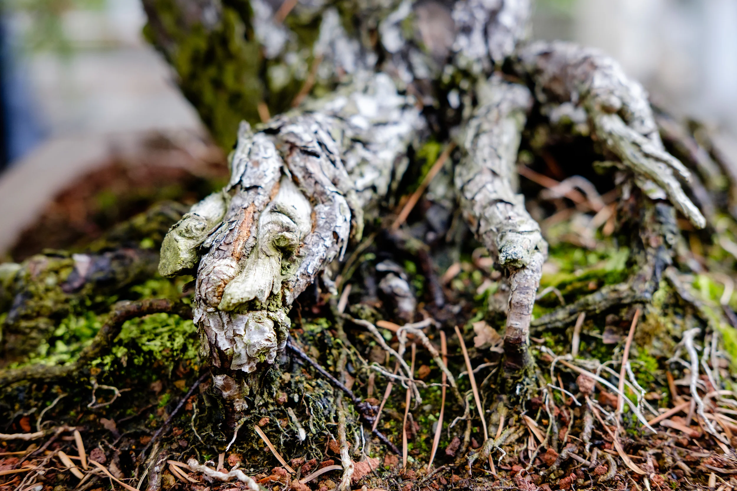 bbg---bonsai---6_26840943982_o.jpg