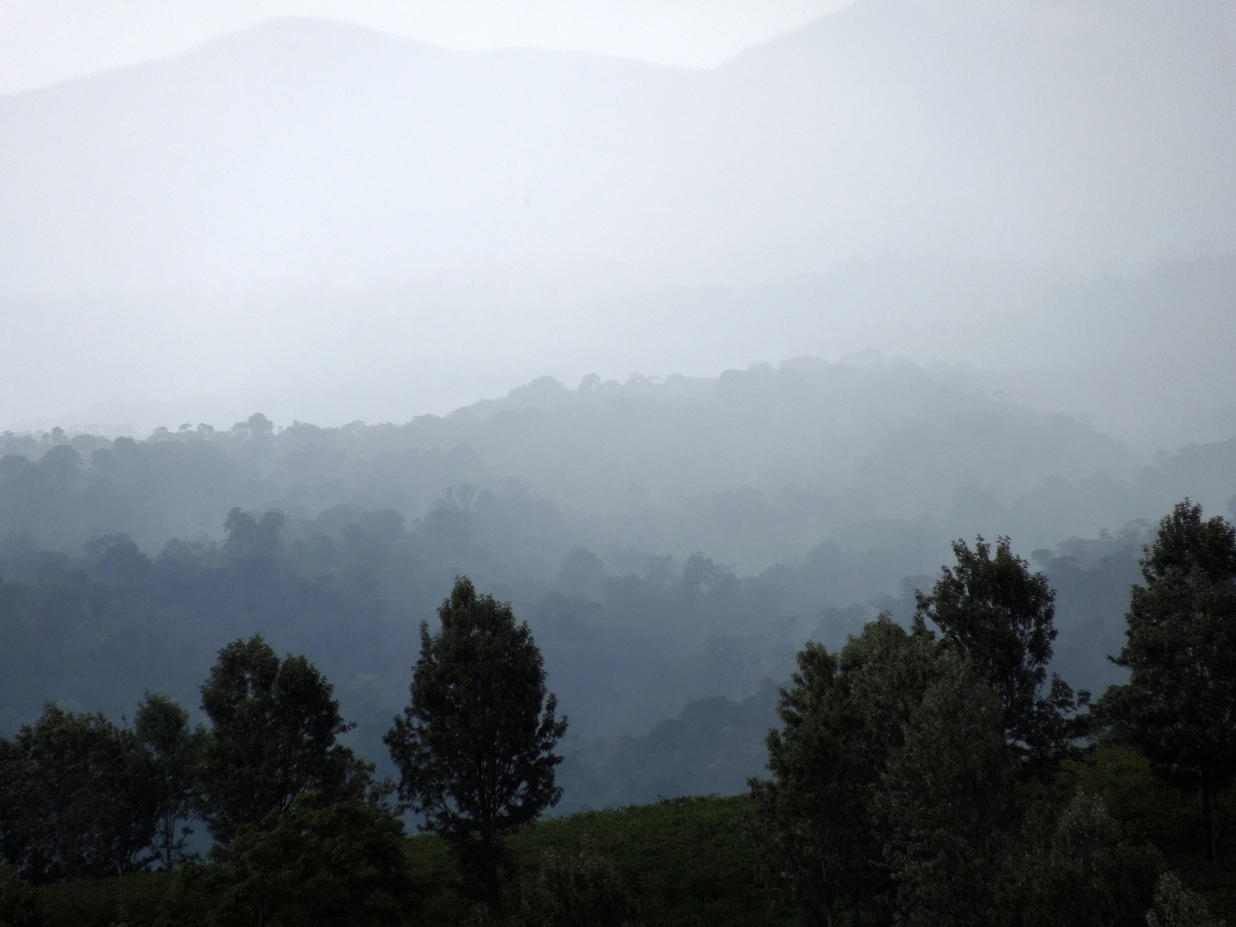 a-fog-named-peace_8386018769_o.jpg