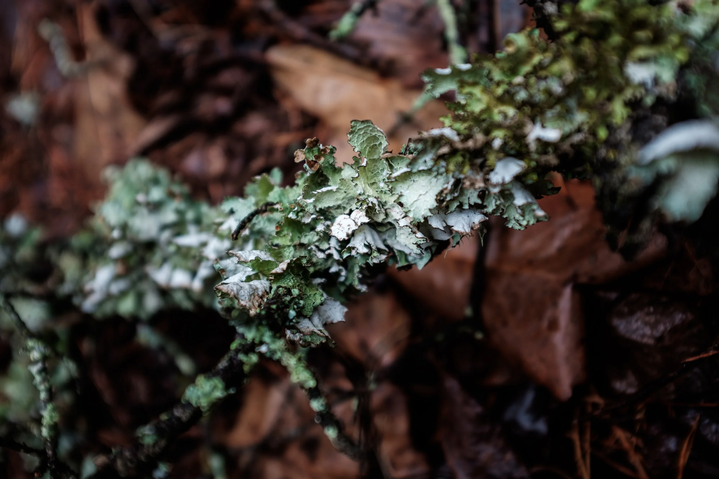 RoswellWinter-20171223-5050.jpg