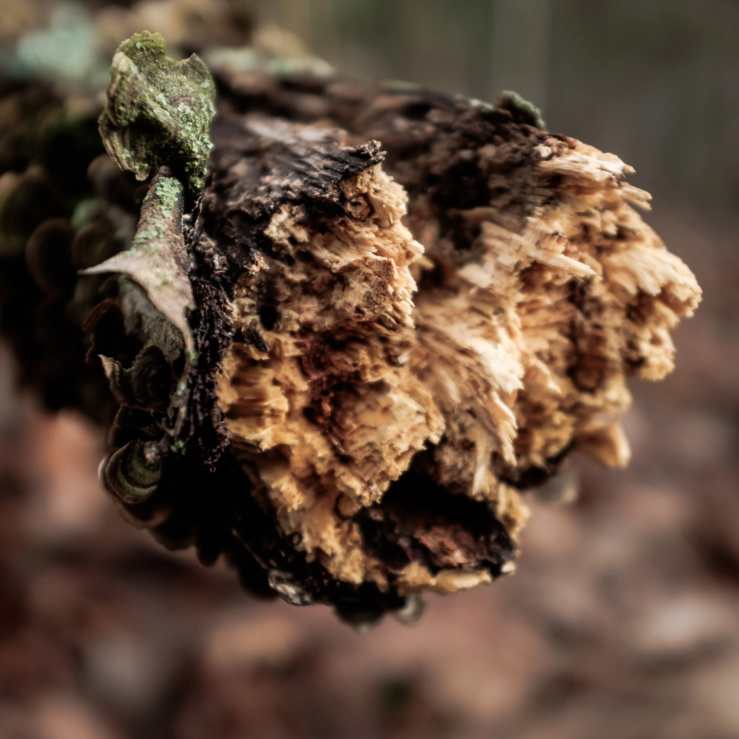 RoswellWinter-20171223-5054.jpg