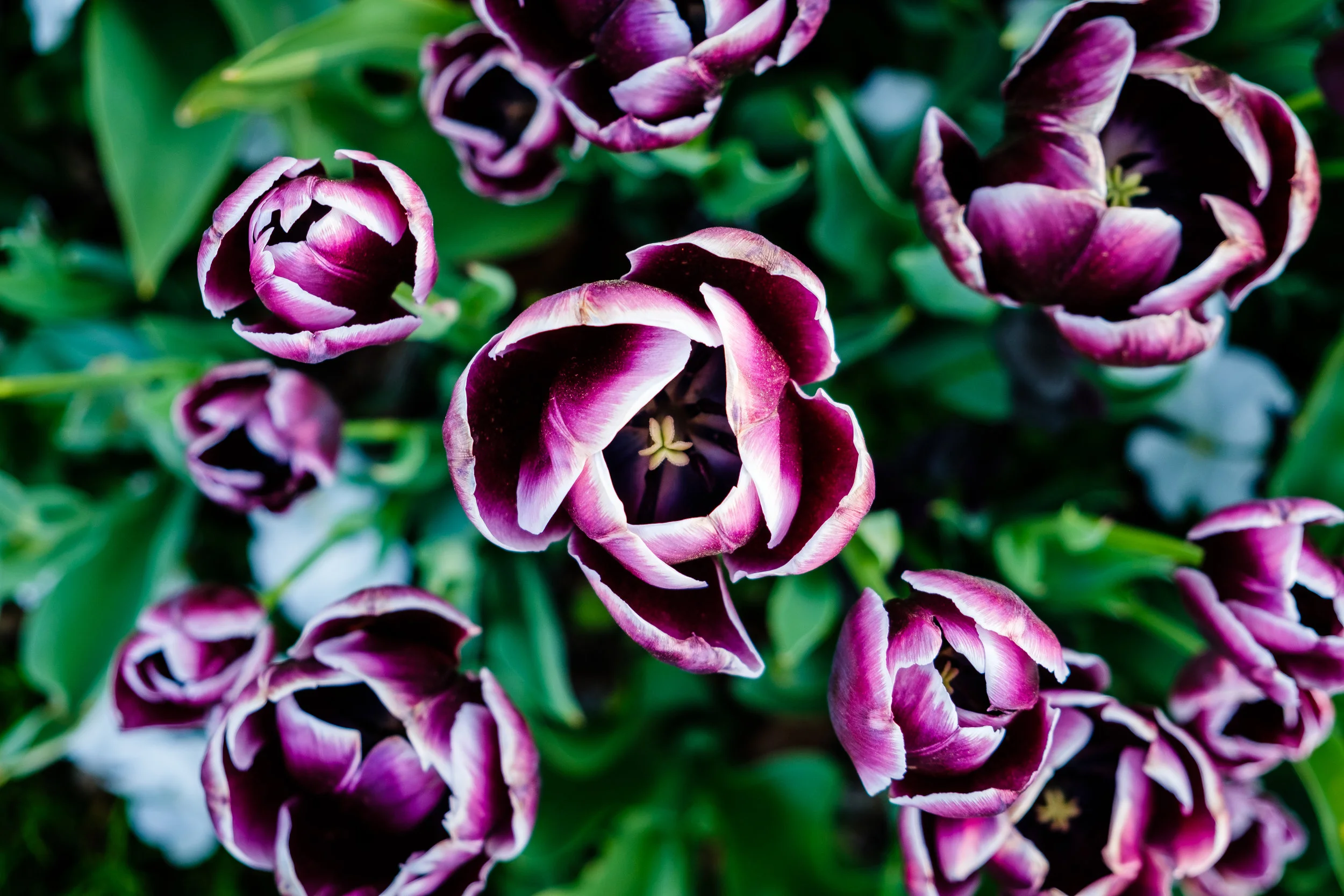 BBGMay-20180508-5099.jpg