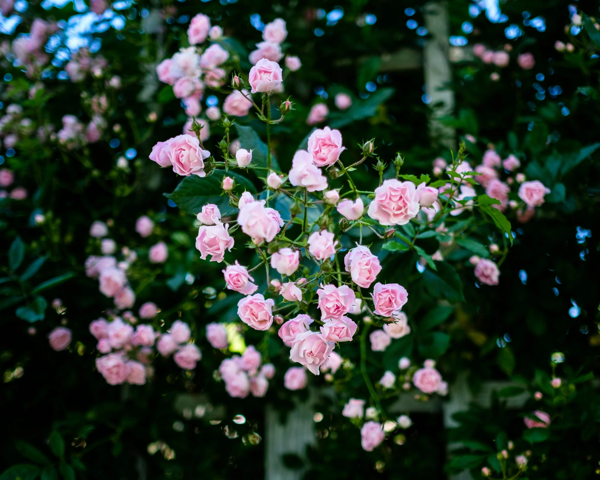 Eid_BBG_walk-20190604-0312.jpg