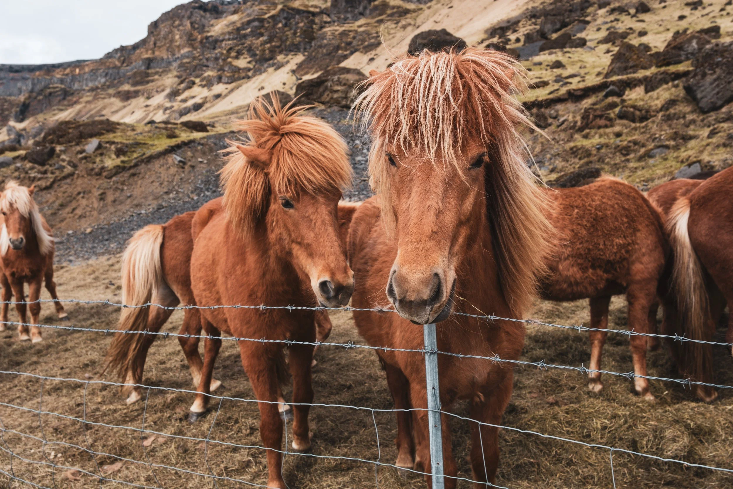 Iceland-web-4.jpg