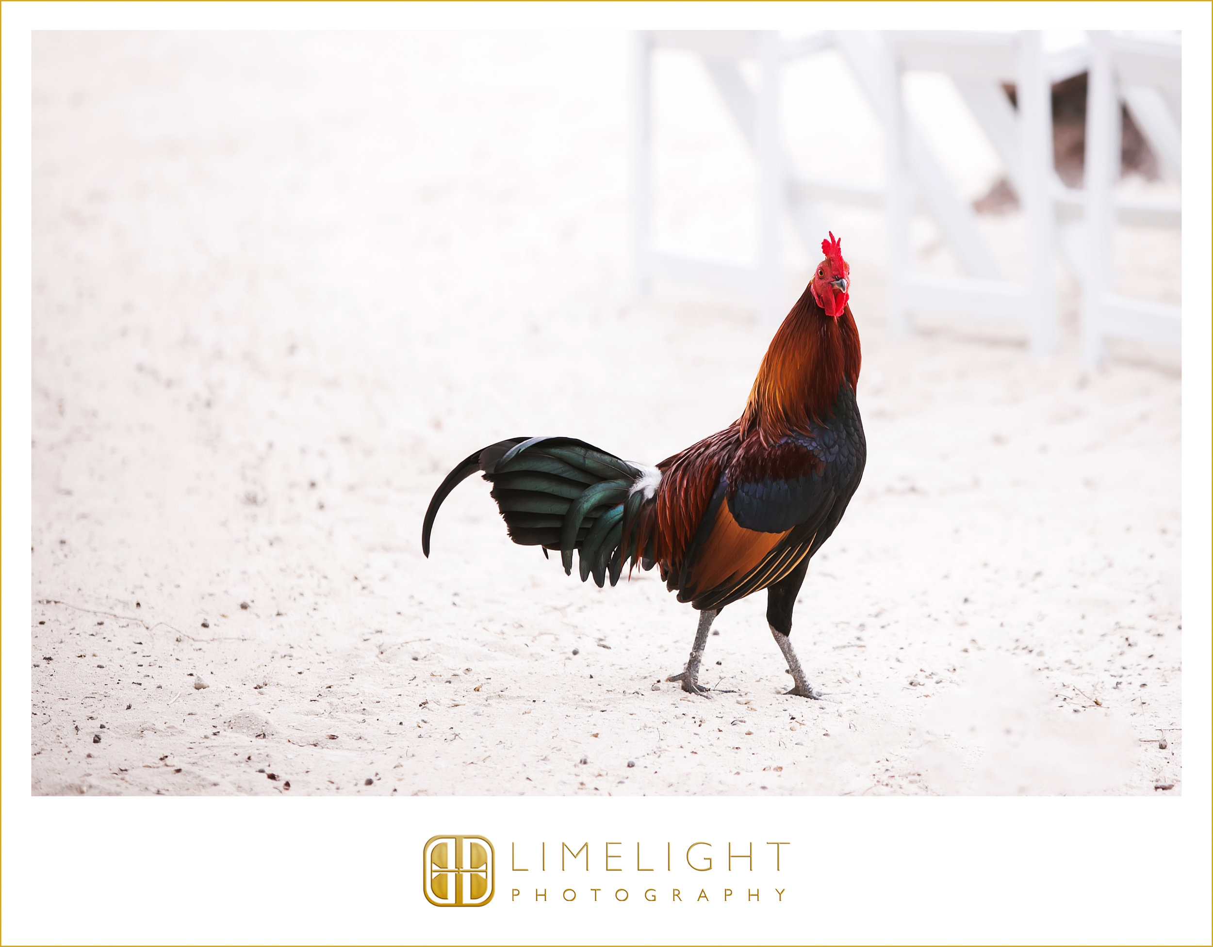 Beach | Chicken | Wedding