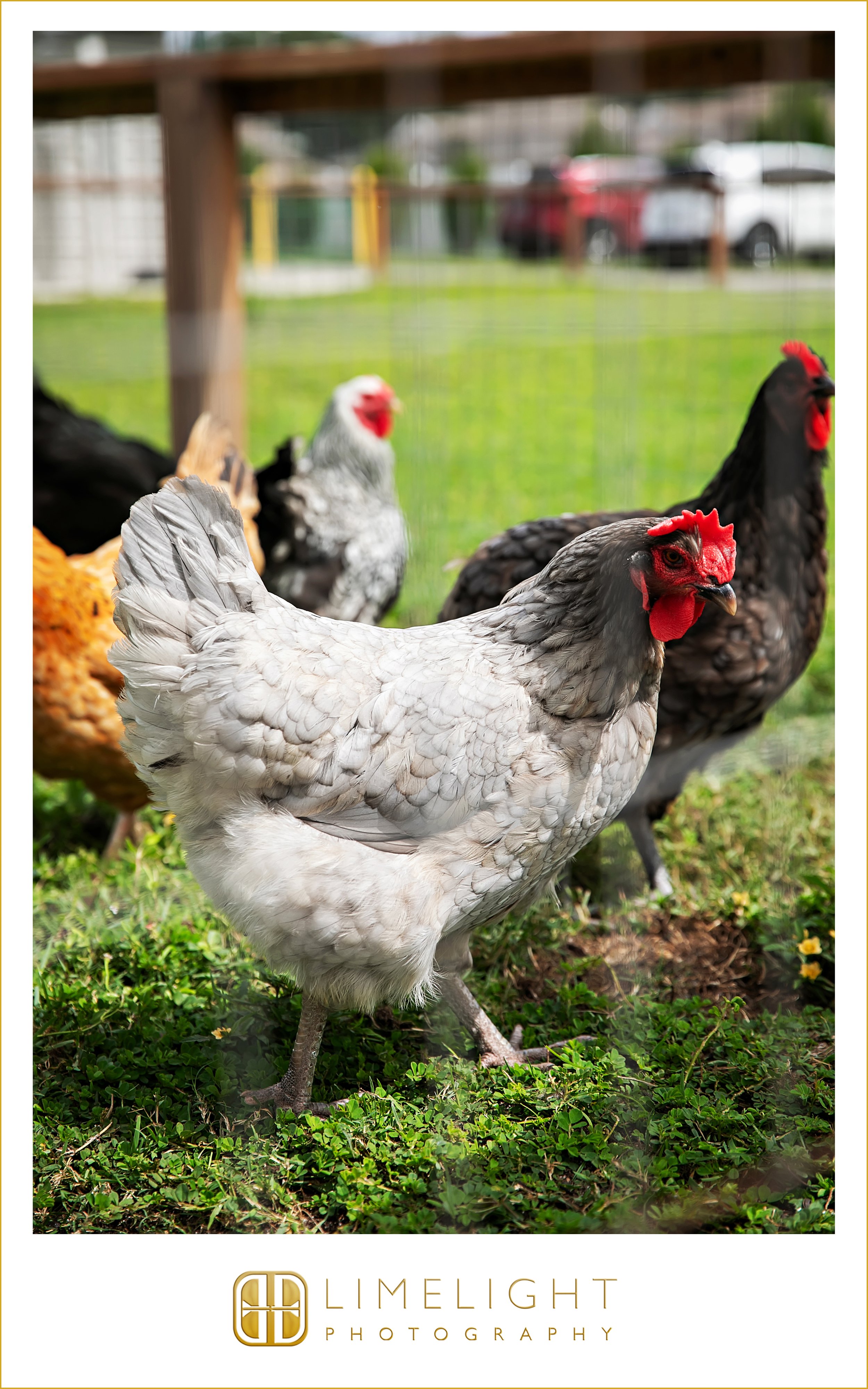 0026-wedding-photography-tampa-fl-fat-beet-farm.jpg