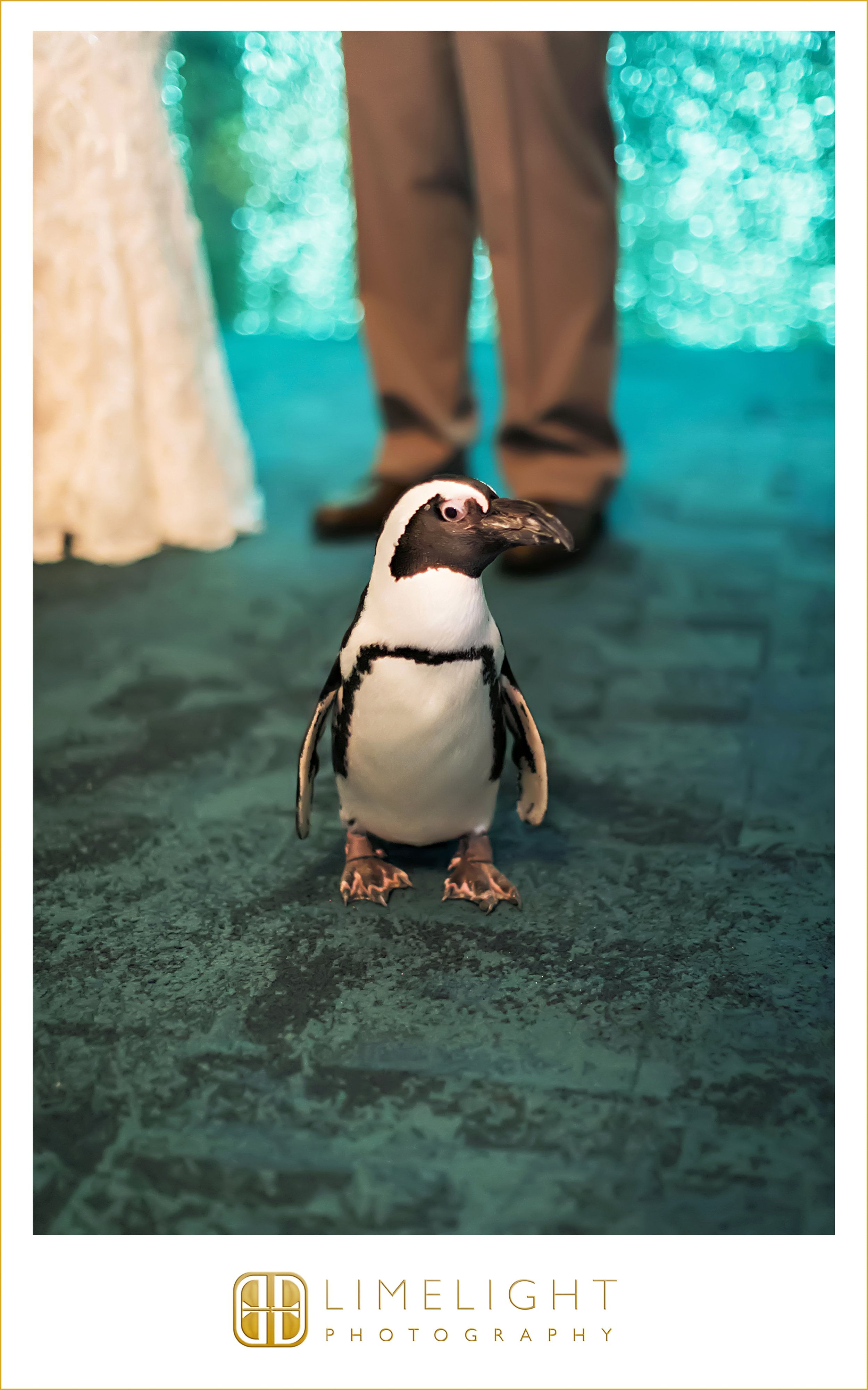 0051-The-Florida-Aquarium-Wedding-Photograoher.jpg