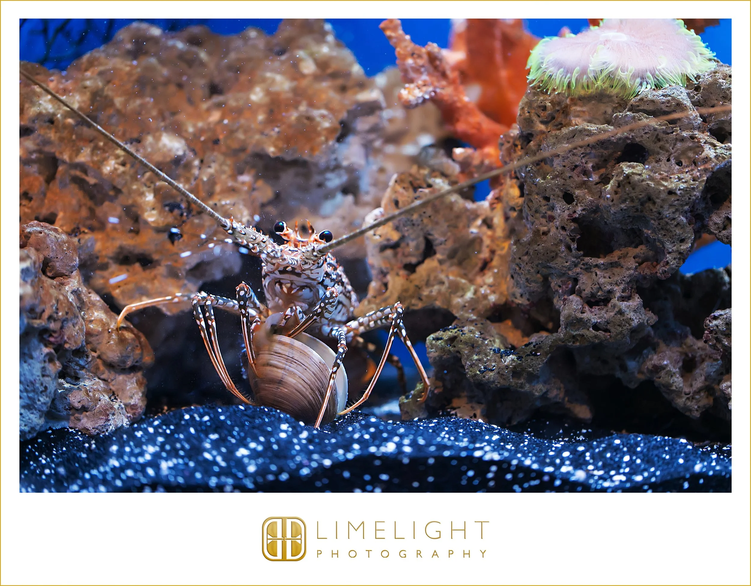 0045-The-Florida-Aquarium-Wedding-Day.jpg