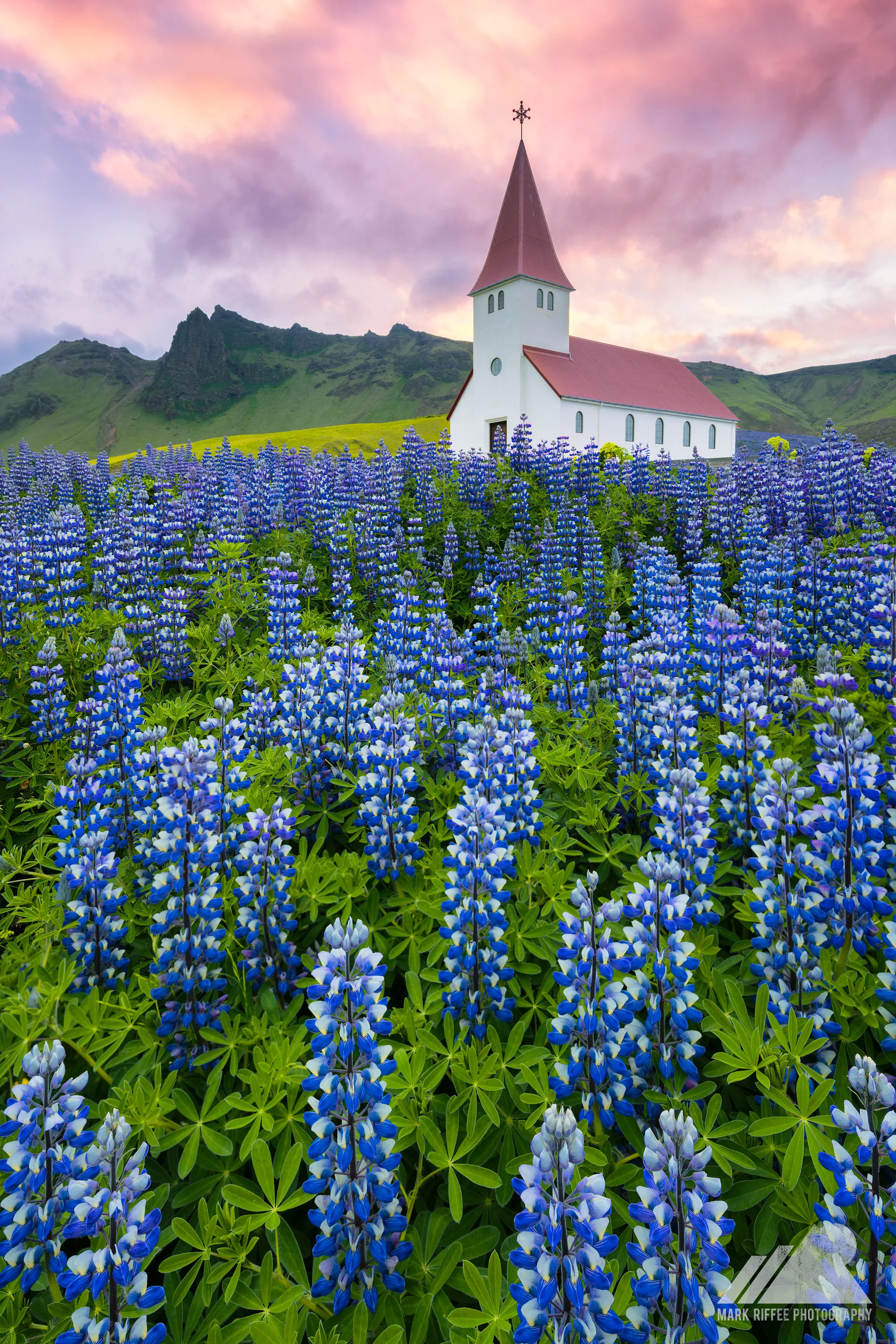 Lupine Congregation
