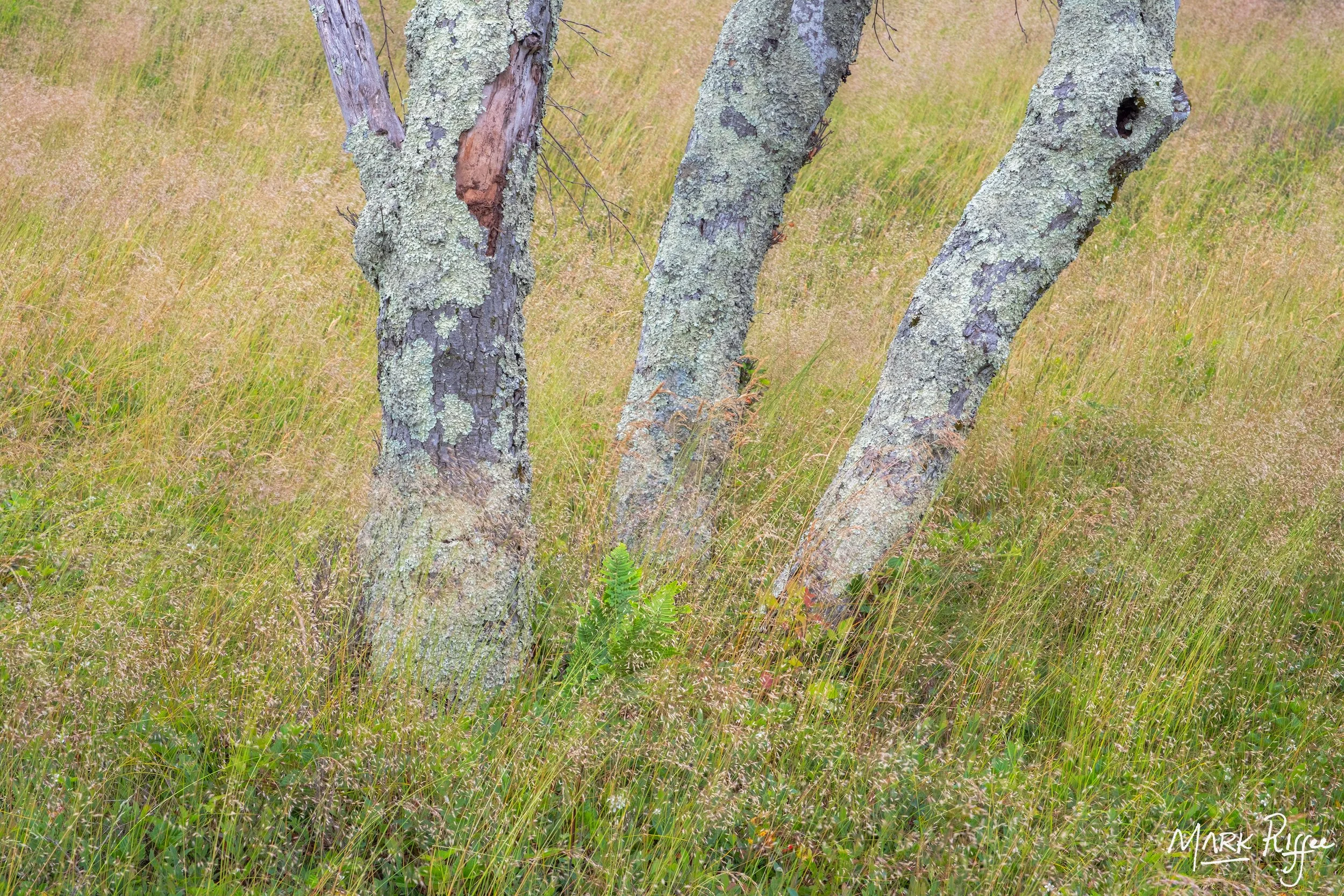 Sticks in Wind