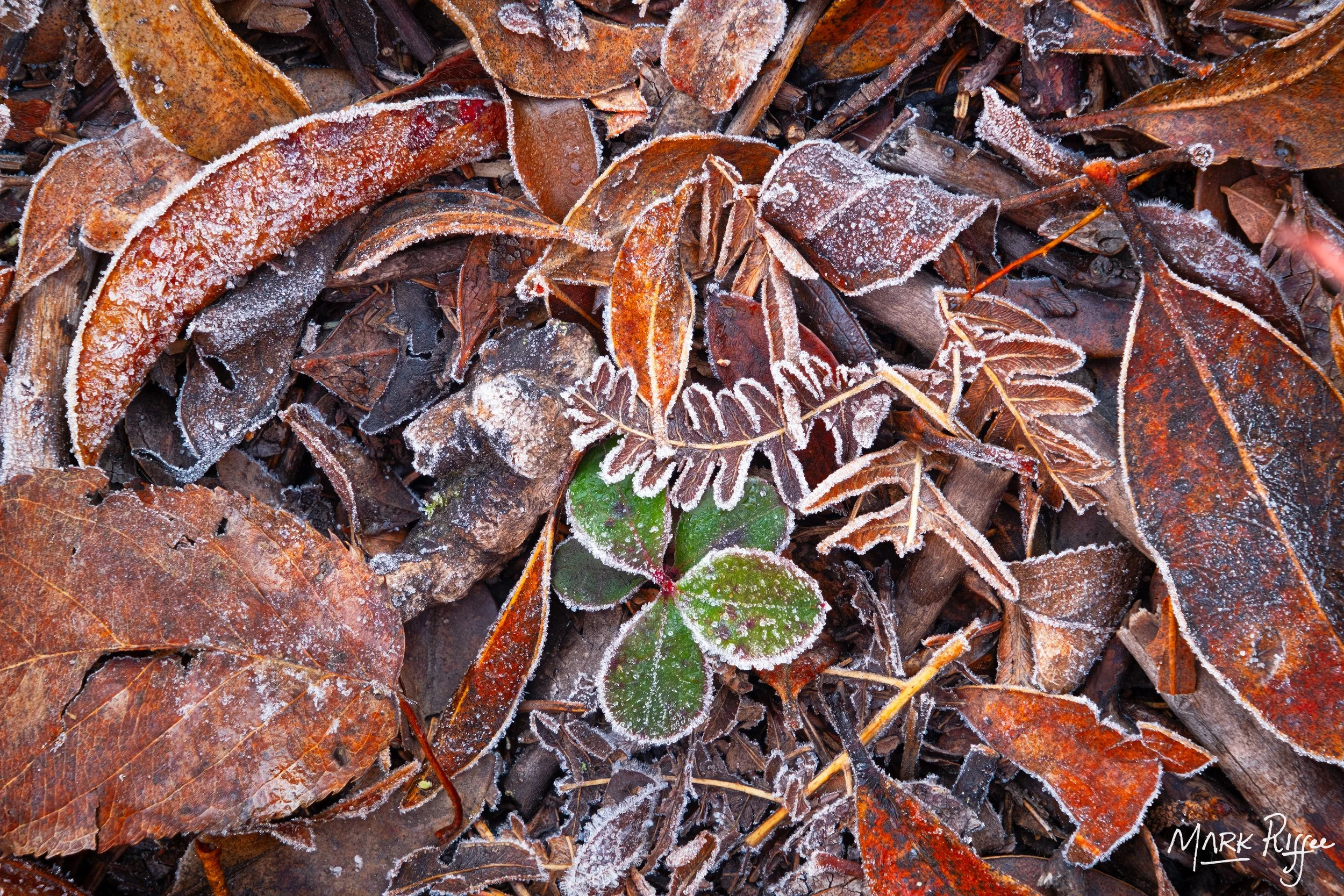 WV DOLLY SODS_LEAF LITTER-1-sharpened.jpg