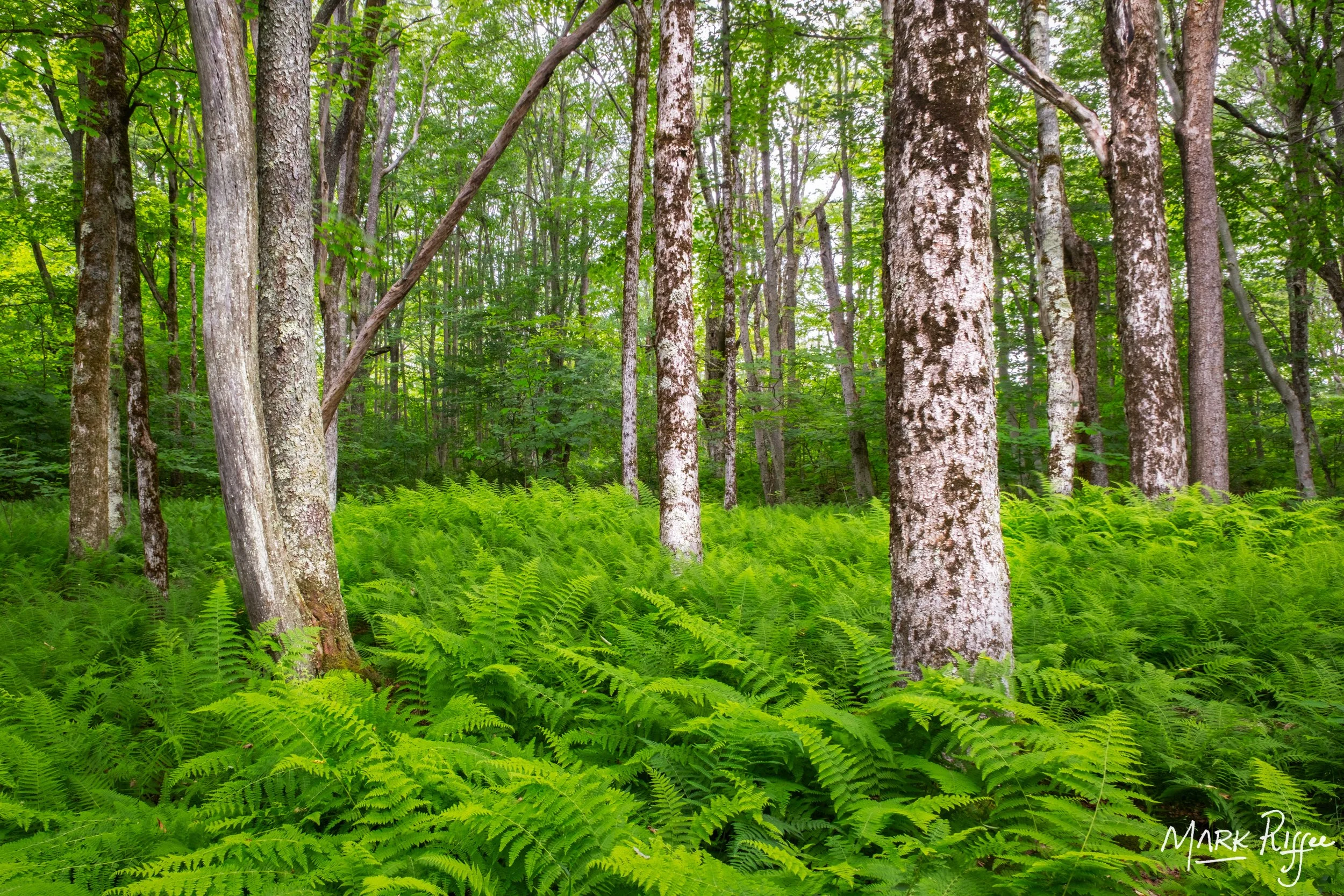 Fern Grove