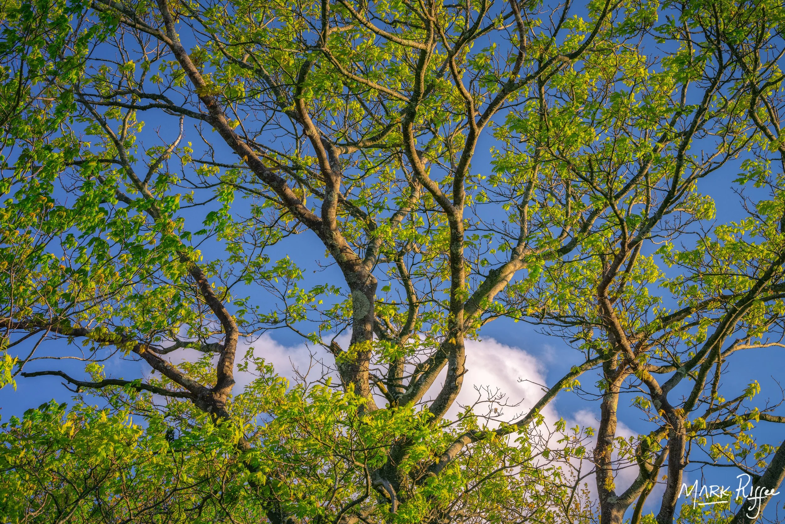 Whispers in the Canopy