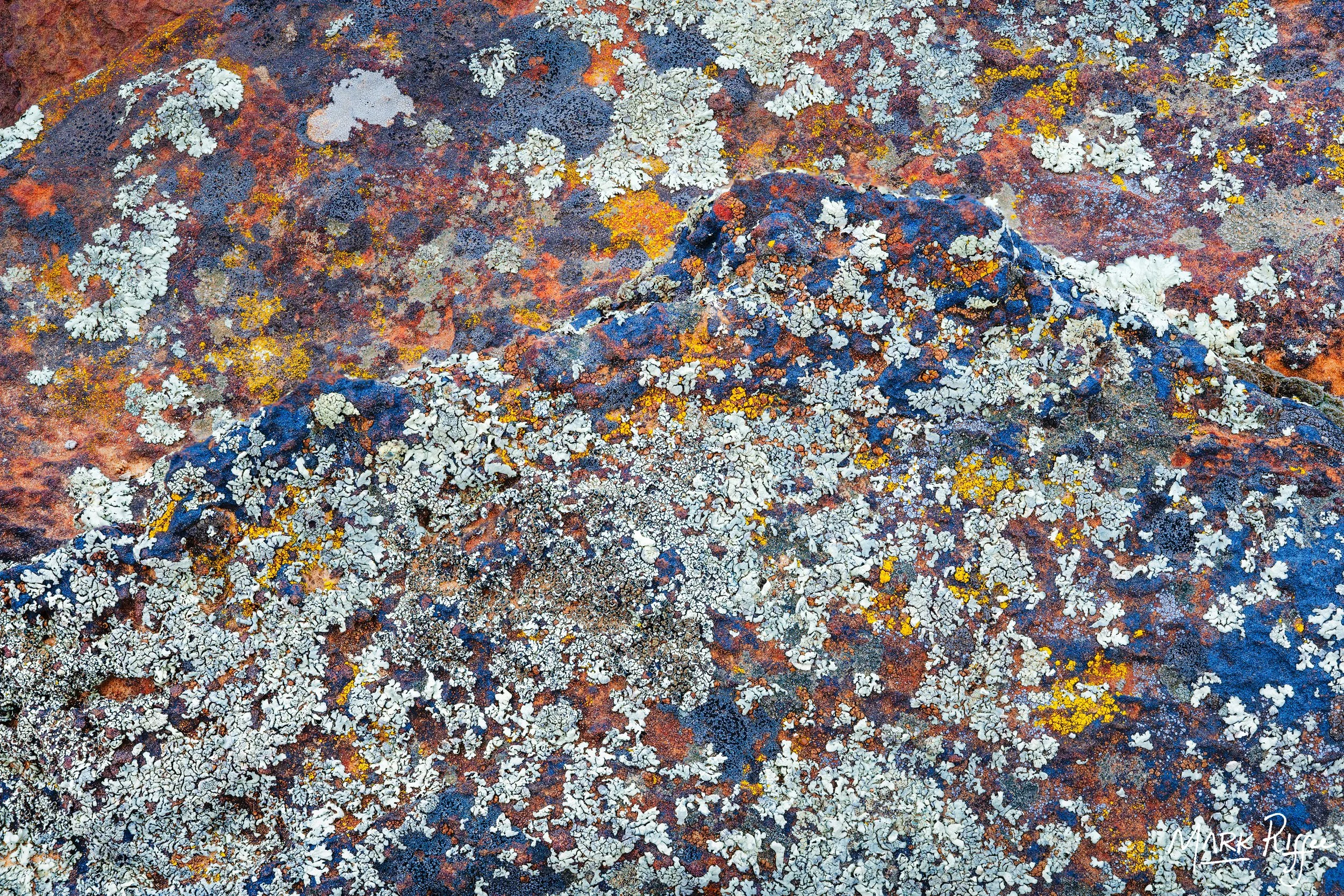 Lichen Constellation
