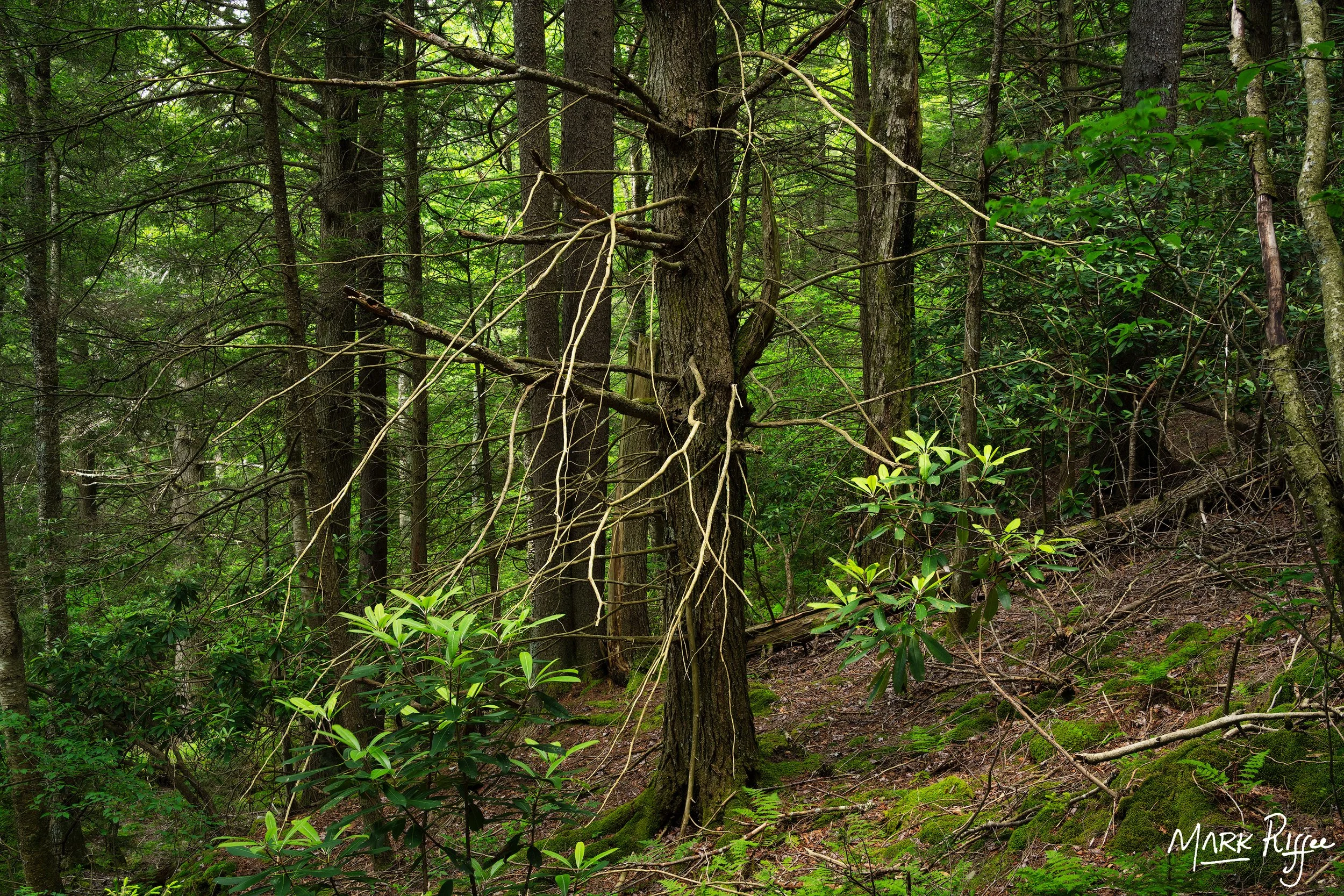 Family Tree