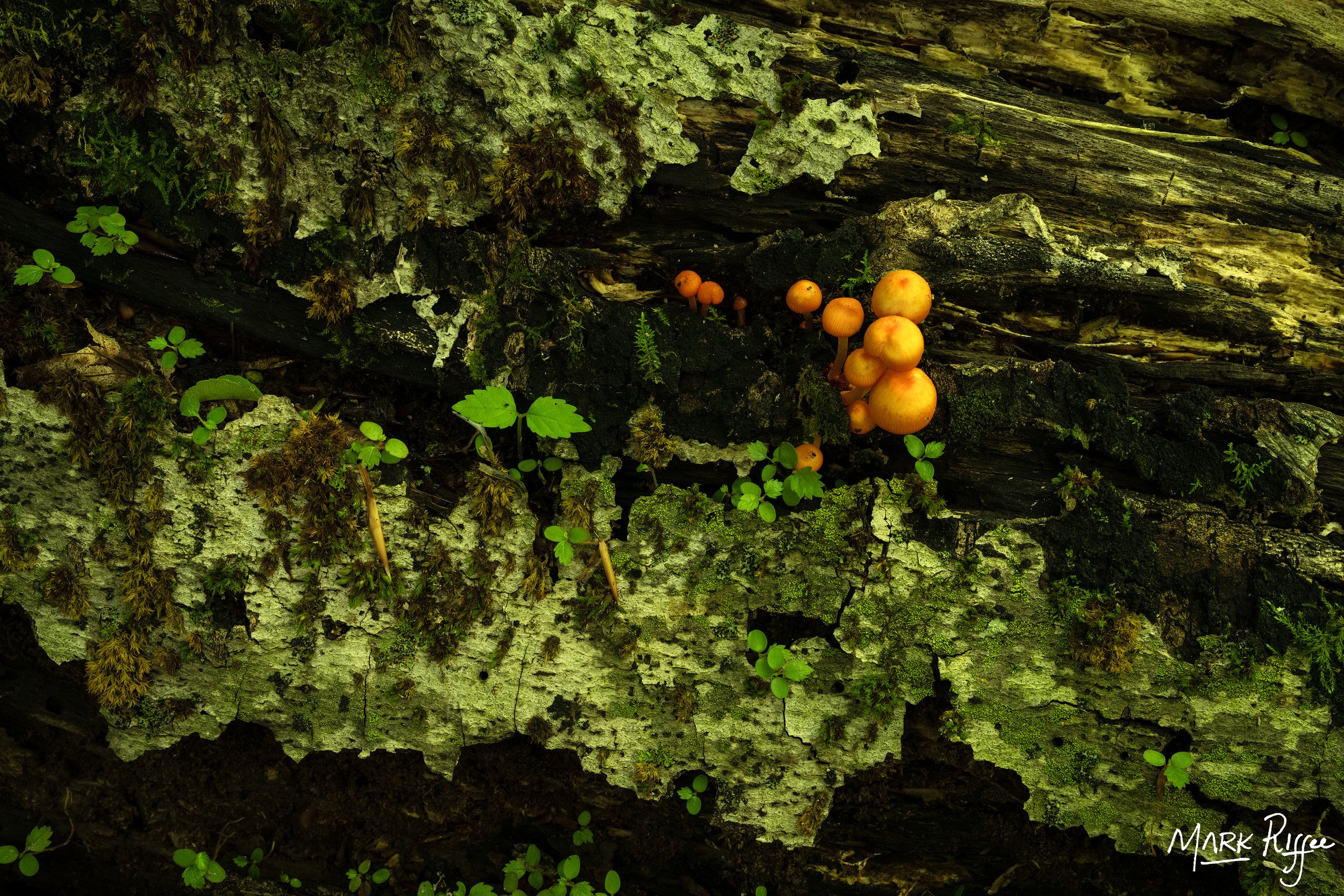 Mushrooms, Lichen and Log
