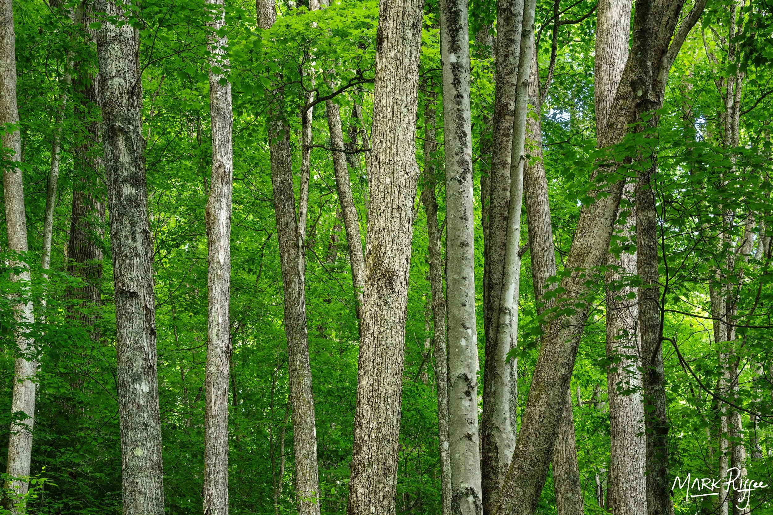 Forest Closet