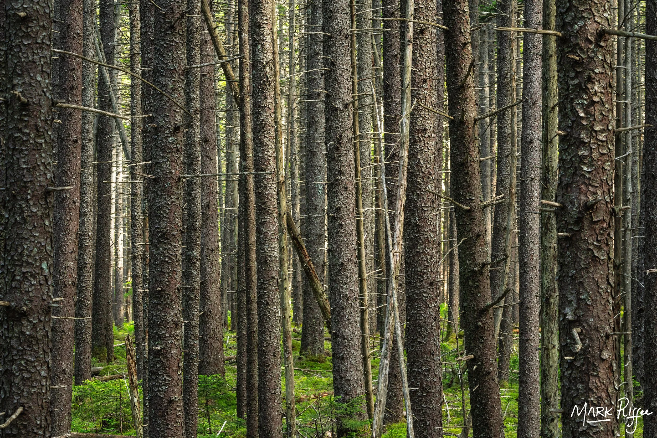Spruce Crowd